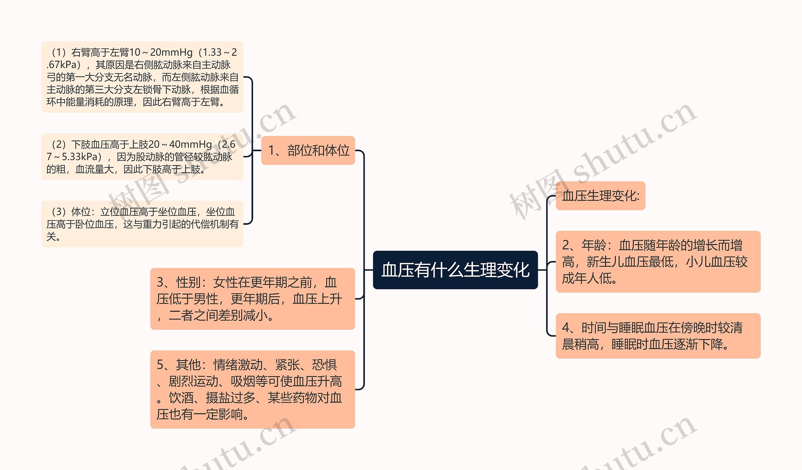 血压有什么生理变化思维导图