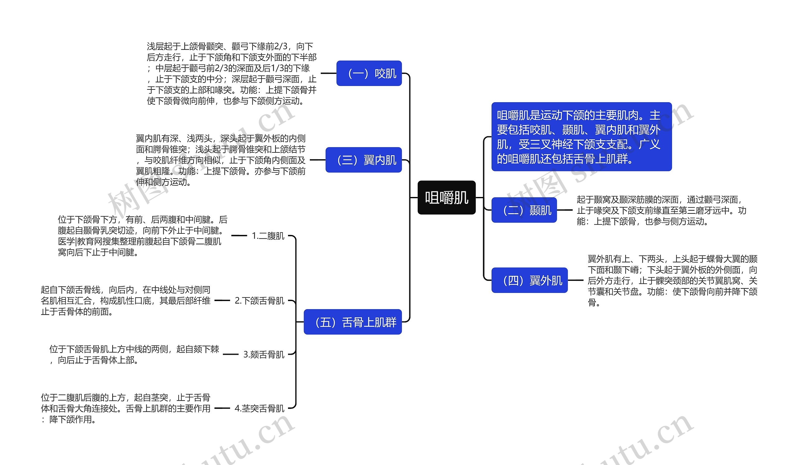 咀嚼肌思维导图