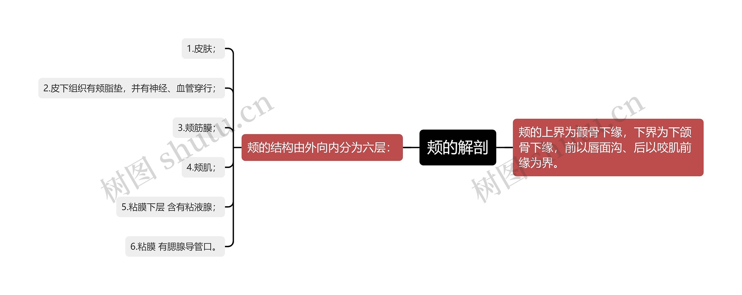 颊的解剖思维导图