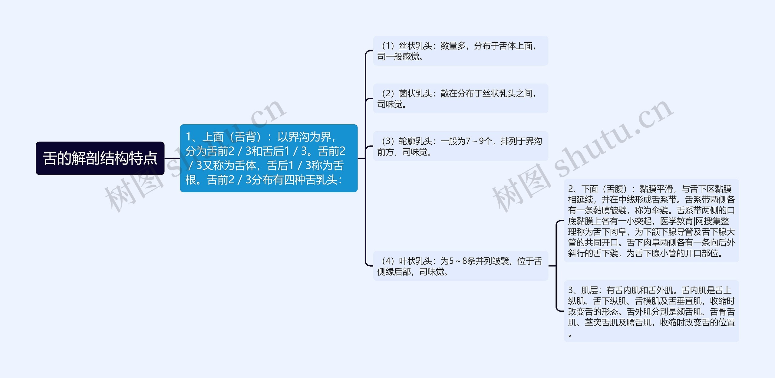 舌的解剖结构特点