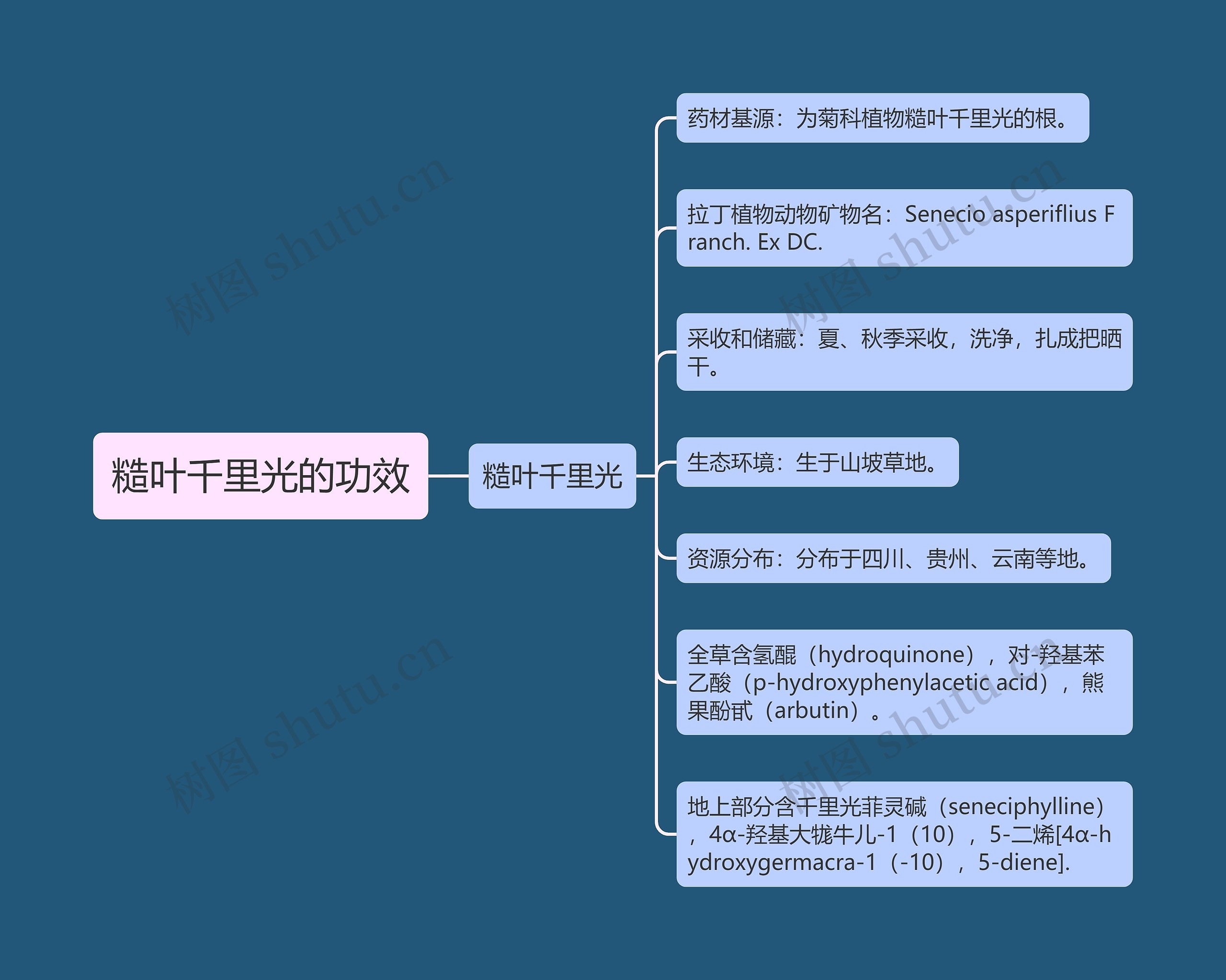 糙叶千里光的功效