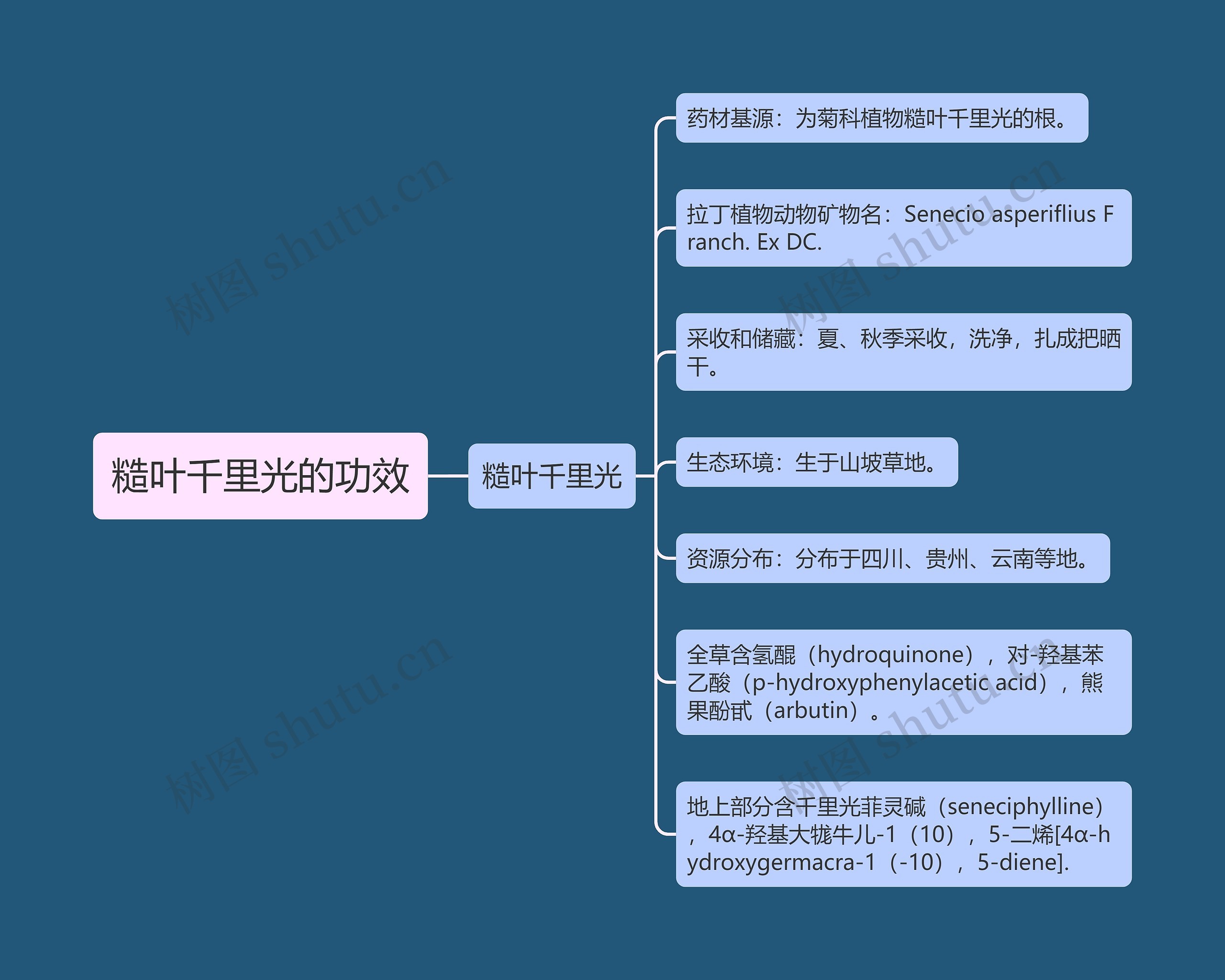 糙叶千里光的功效思维导图