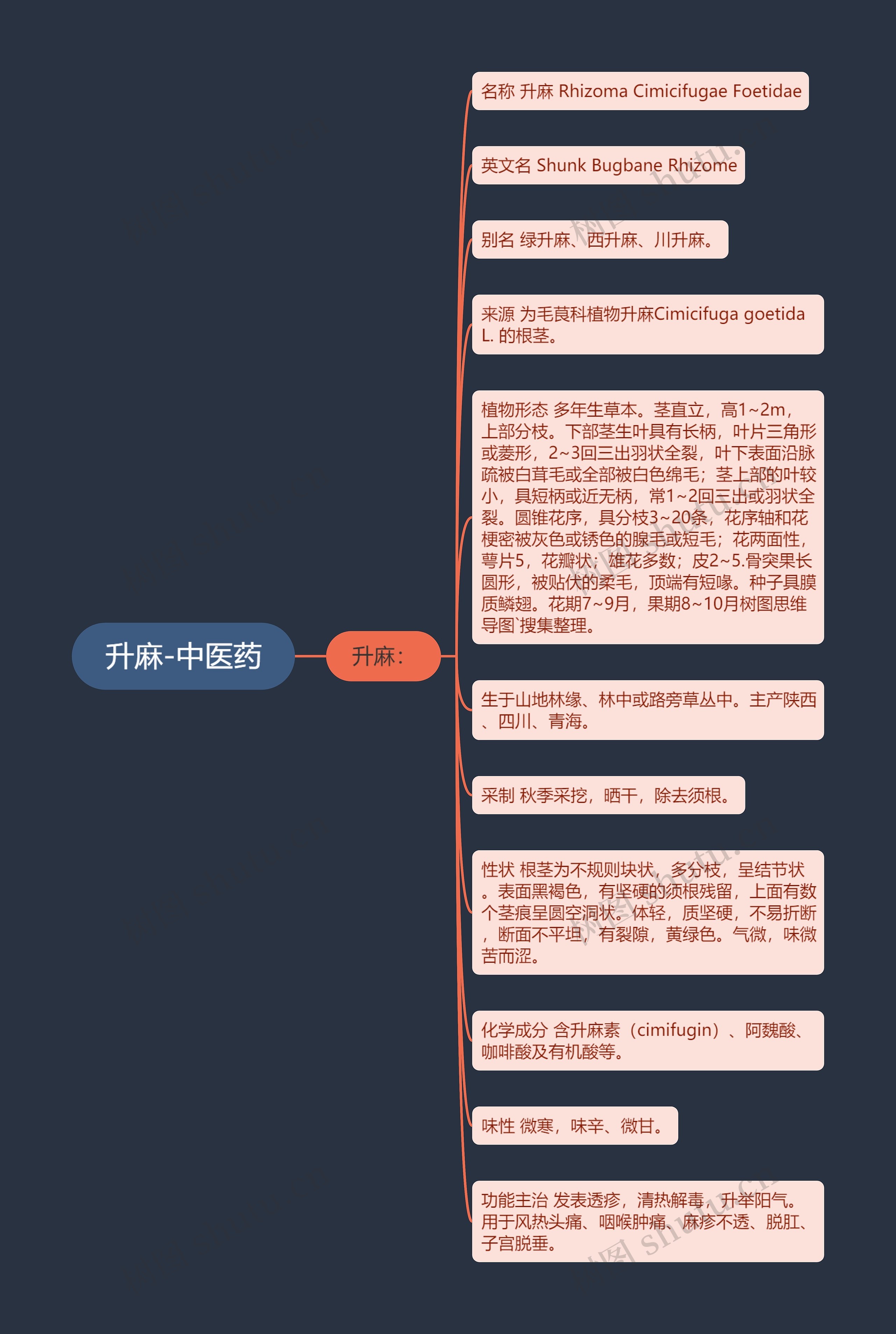 升麻-中医药 升麻-中医药