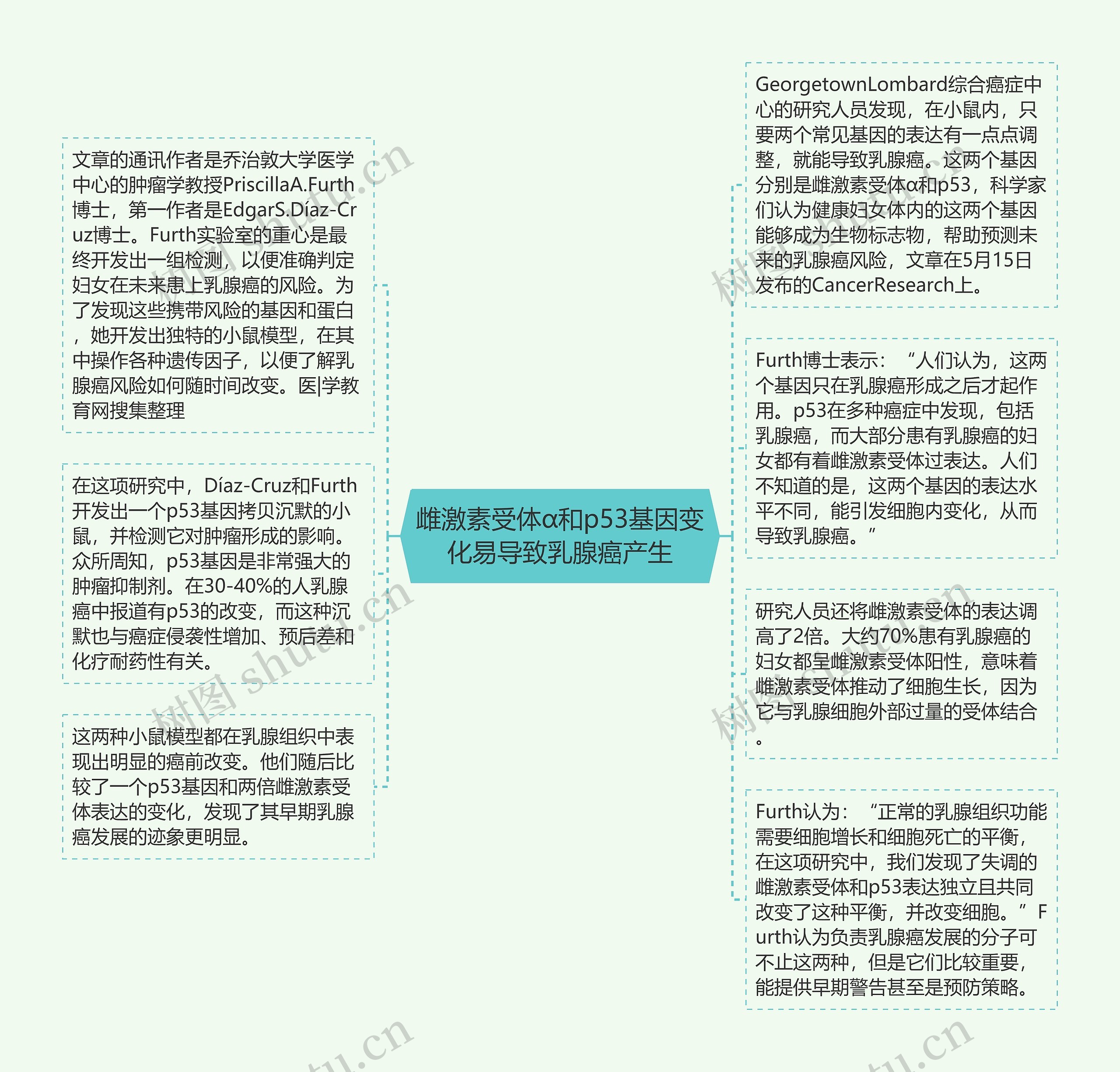 雌激素受体α和p53基因变化易导致乳腺癌产生思维导图