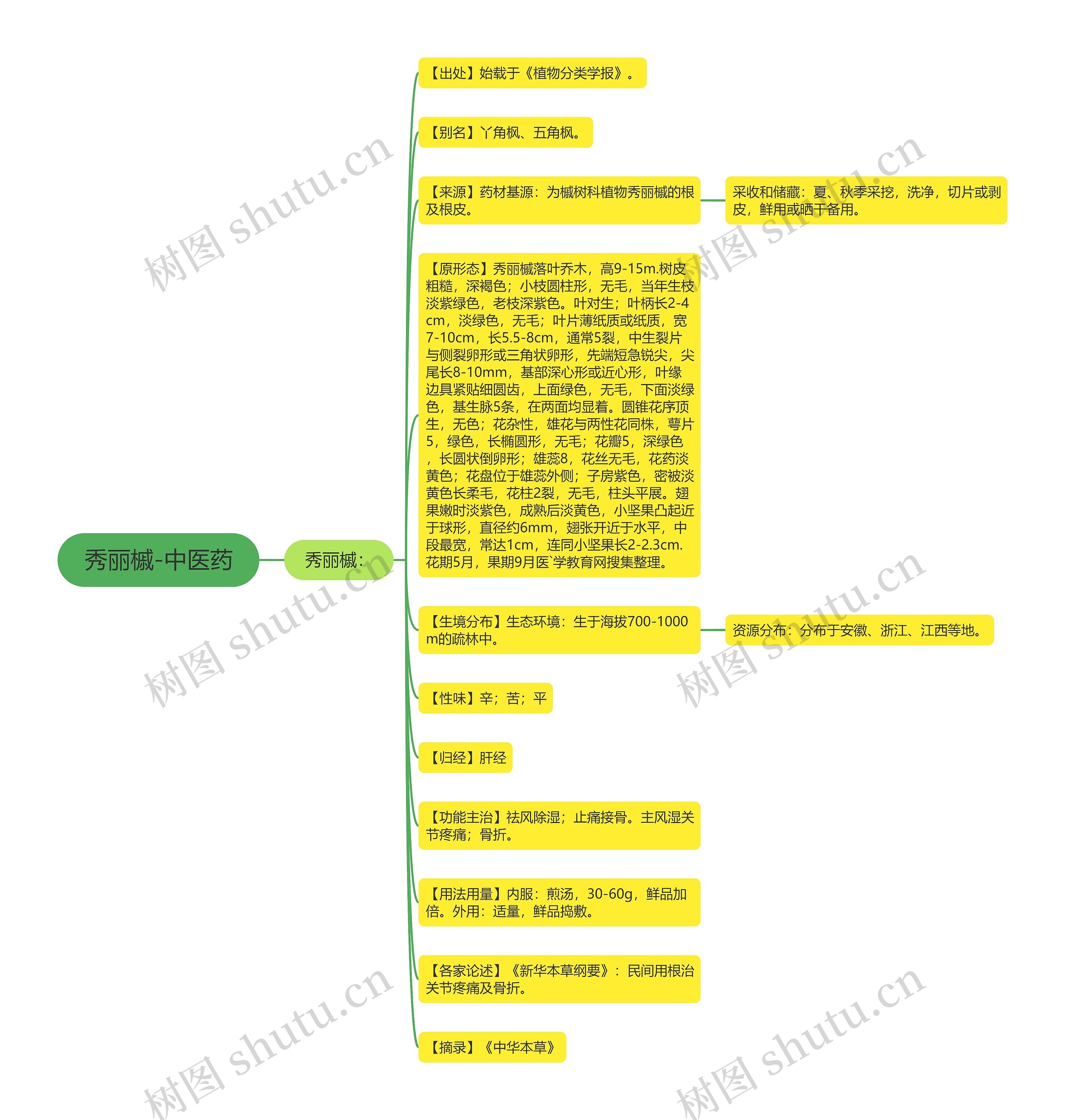 秀丽槭-中医药 秀丽槭-中医药