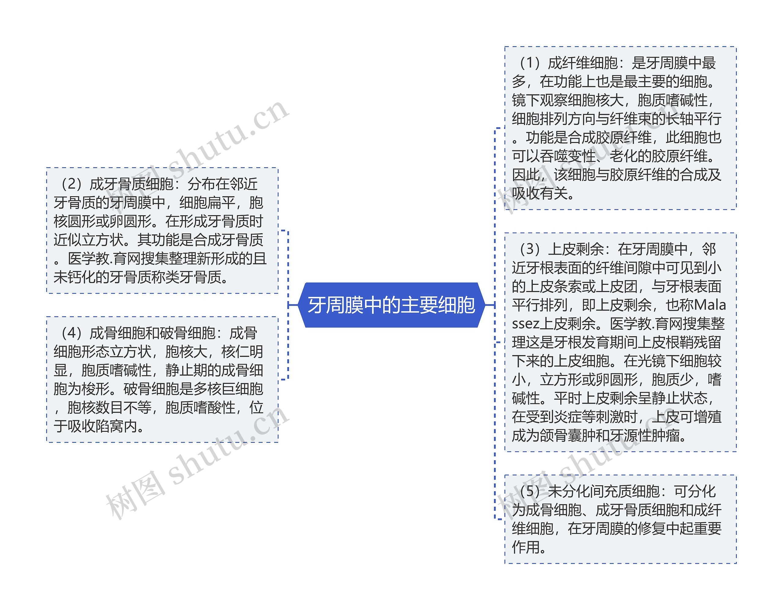 牙周膜中的主要细胞