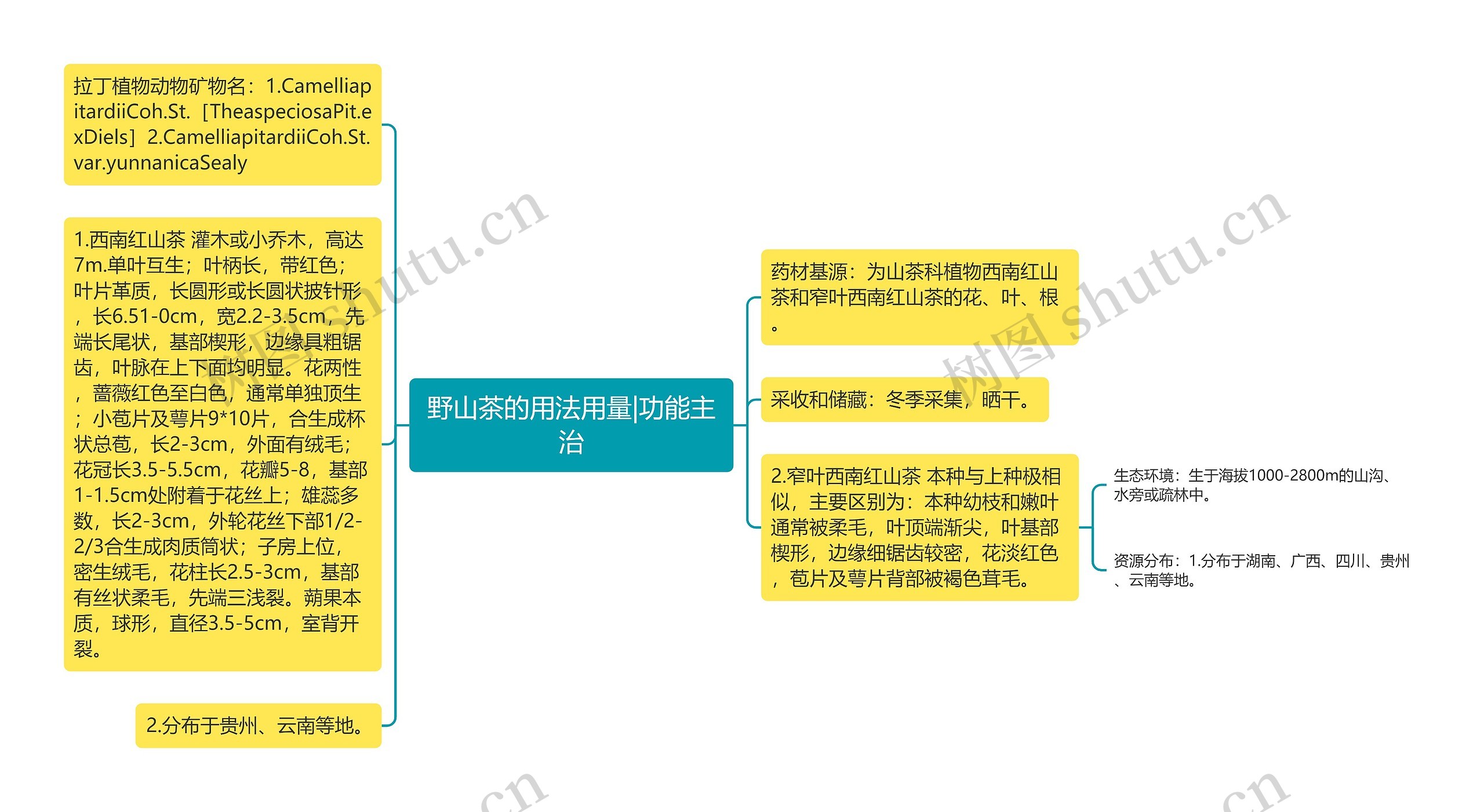 野山茶的用法用量|功能主治思维导图