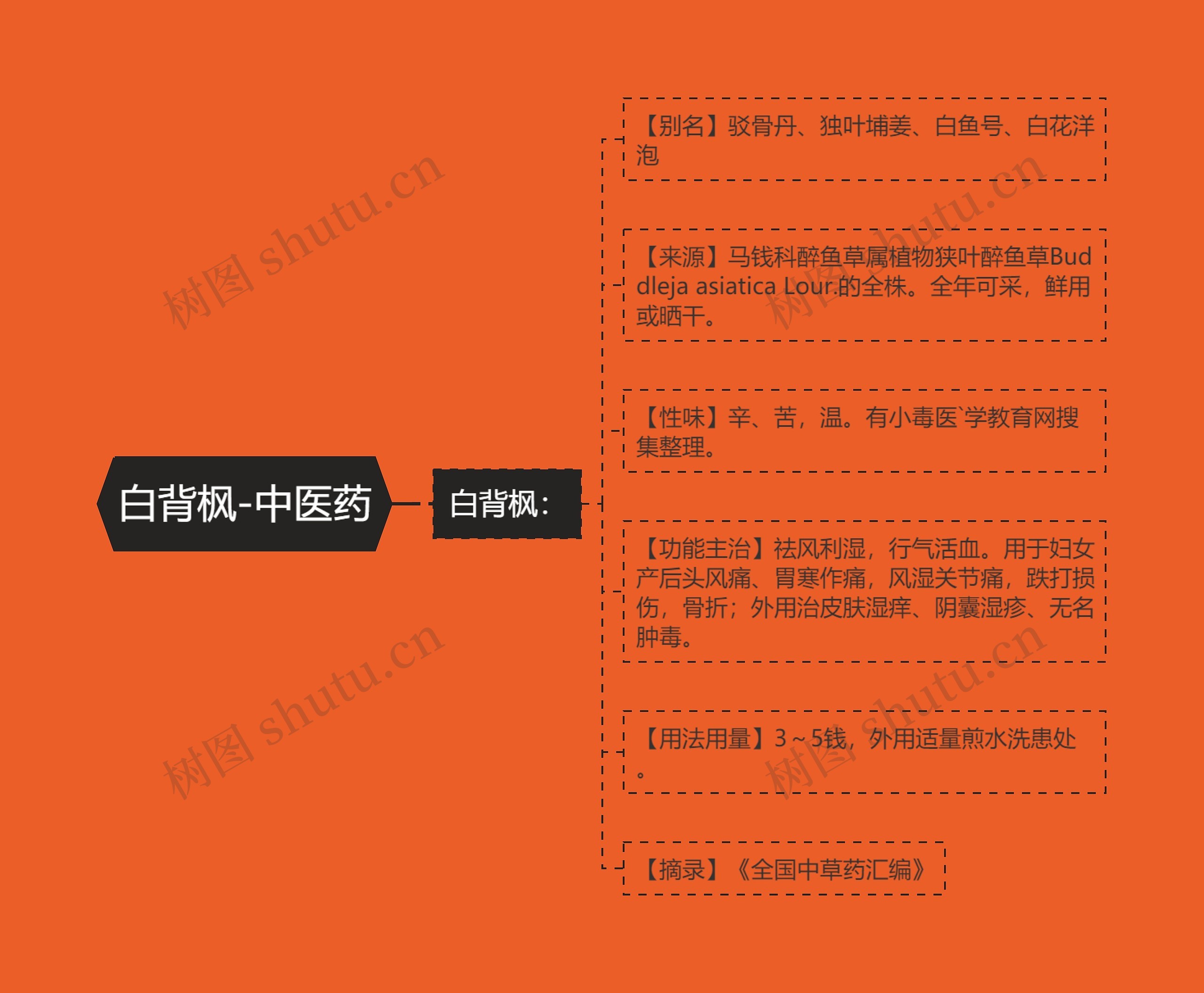 白背枫-中医药 白背枫-中医药