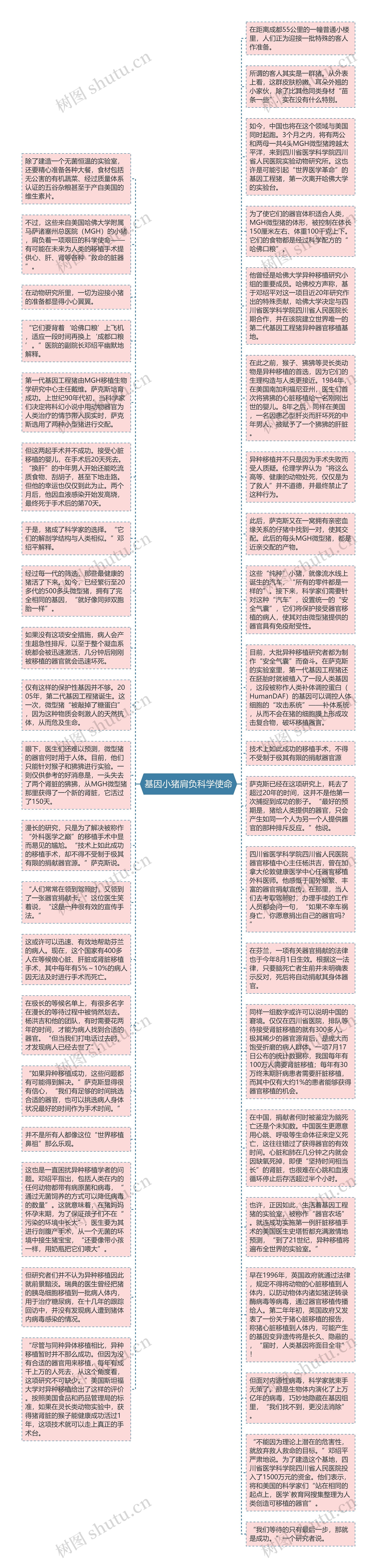 基因小猪肩负科学使命