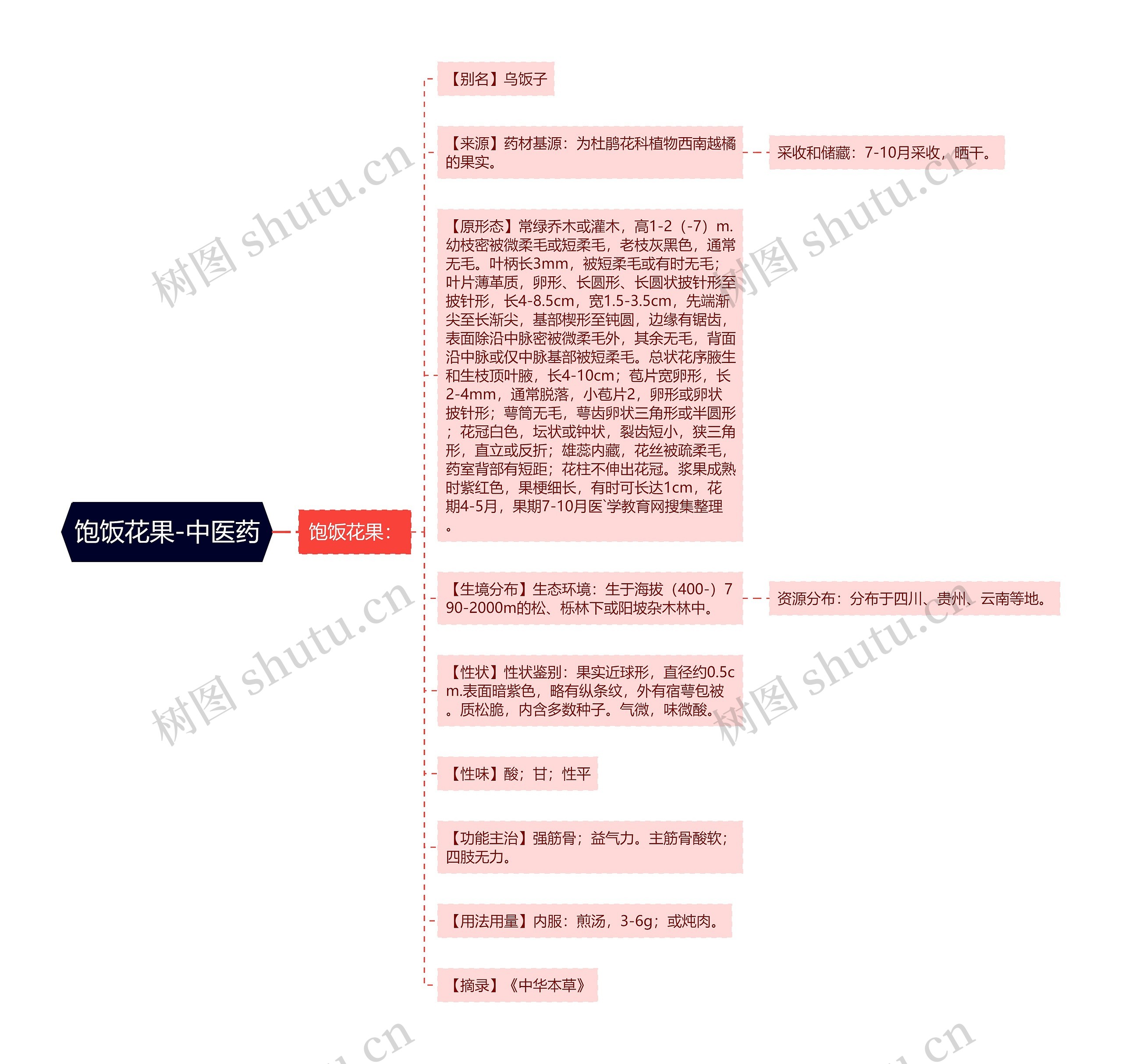 饱饭花果-中医药思维导图