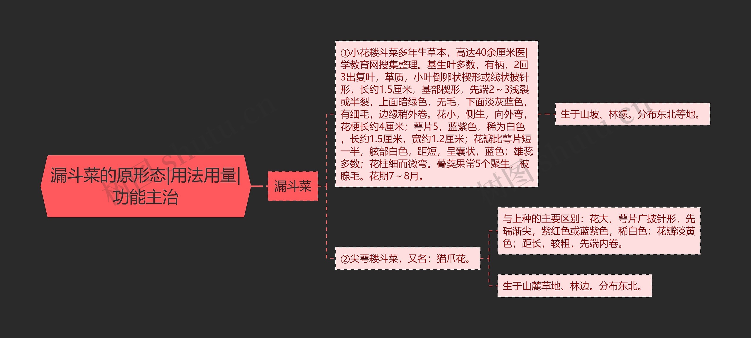 漏斗菜的原形态|用法用量|功能主治思维导图