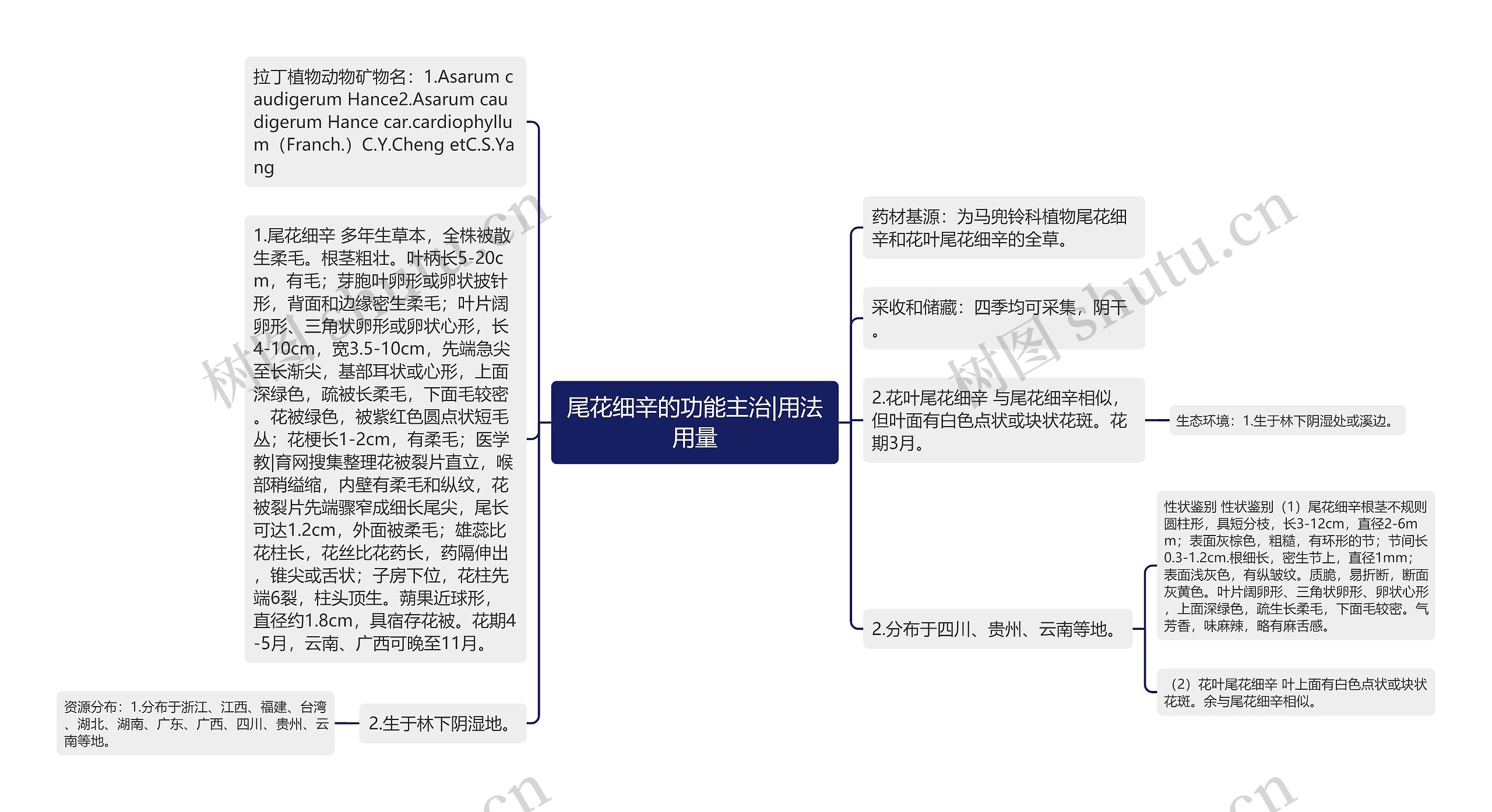 尾花细辛的功能主治|用法用量思维导图