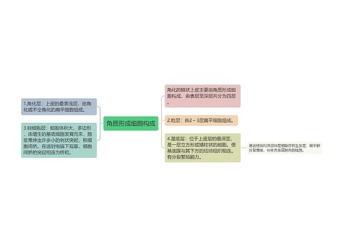 角质形成细胞构成