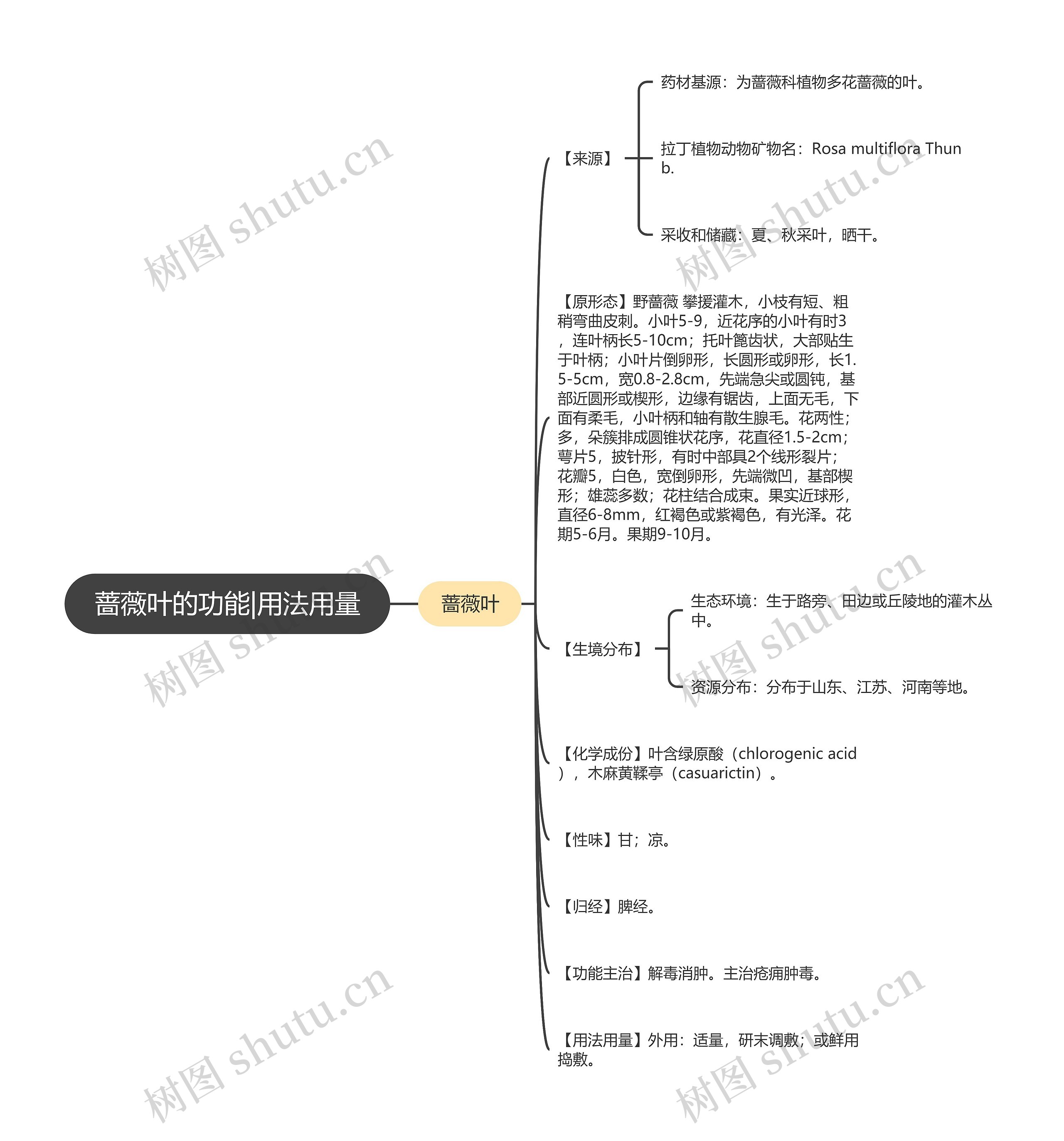 蔷薇叶的功能|用法用量思维导图