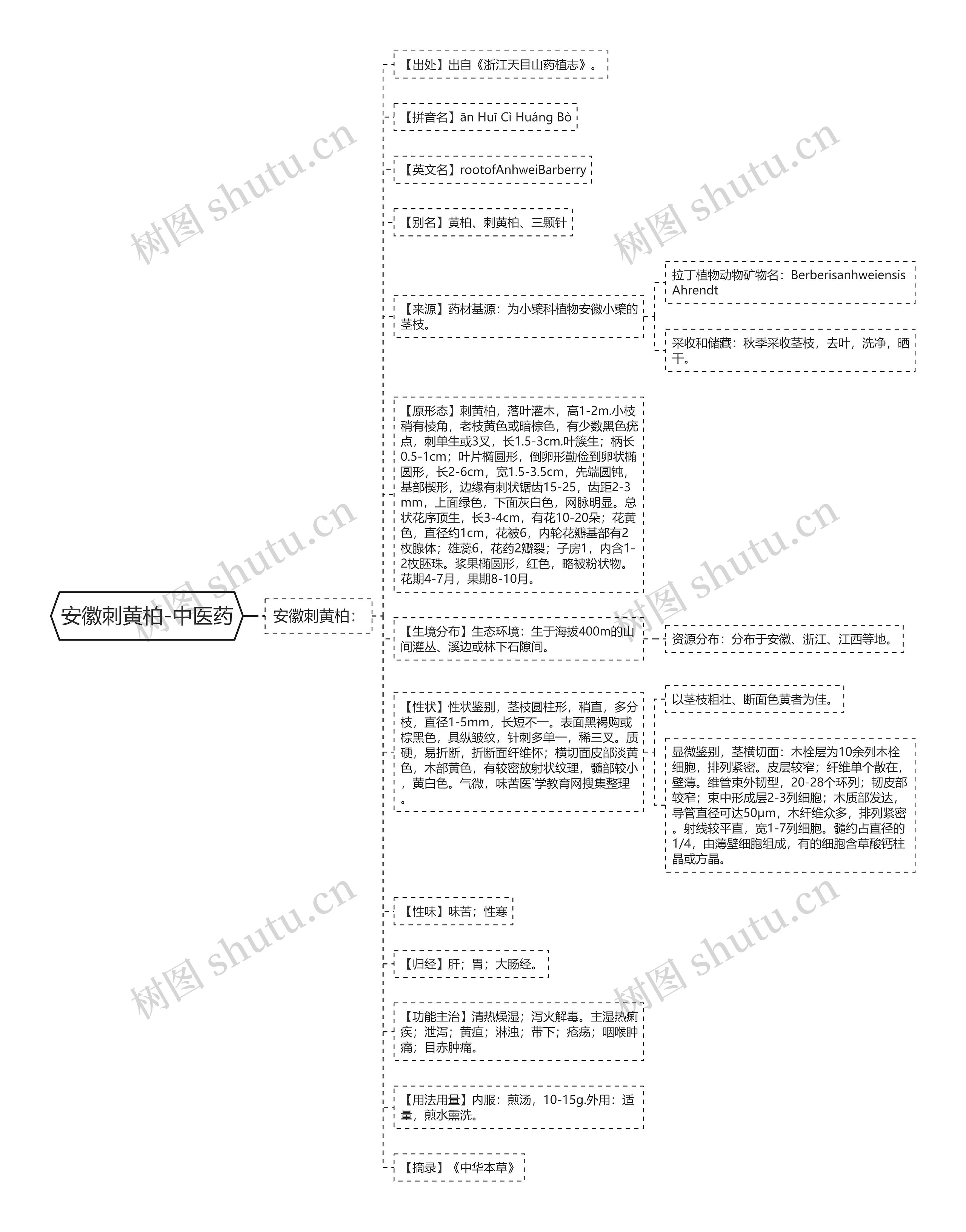 安徽刺黄柏-中医药思维导图