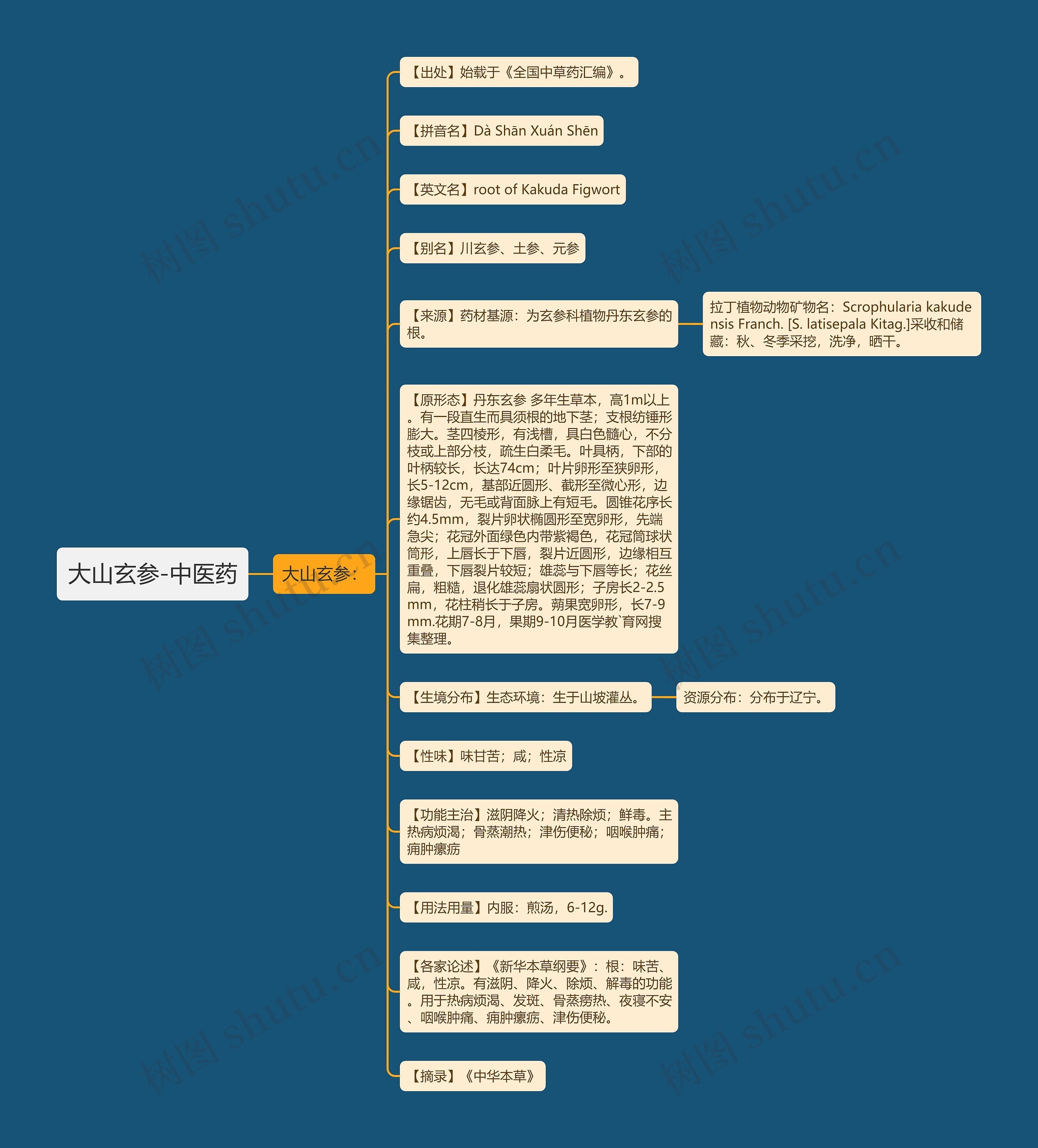大山玄参-中医药 大山玄参-中医药