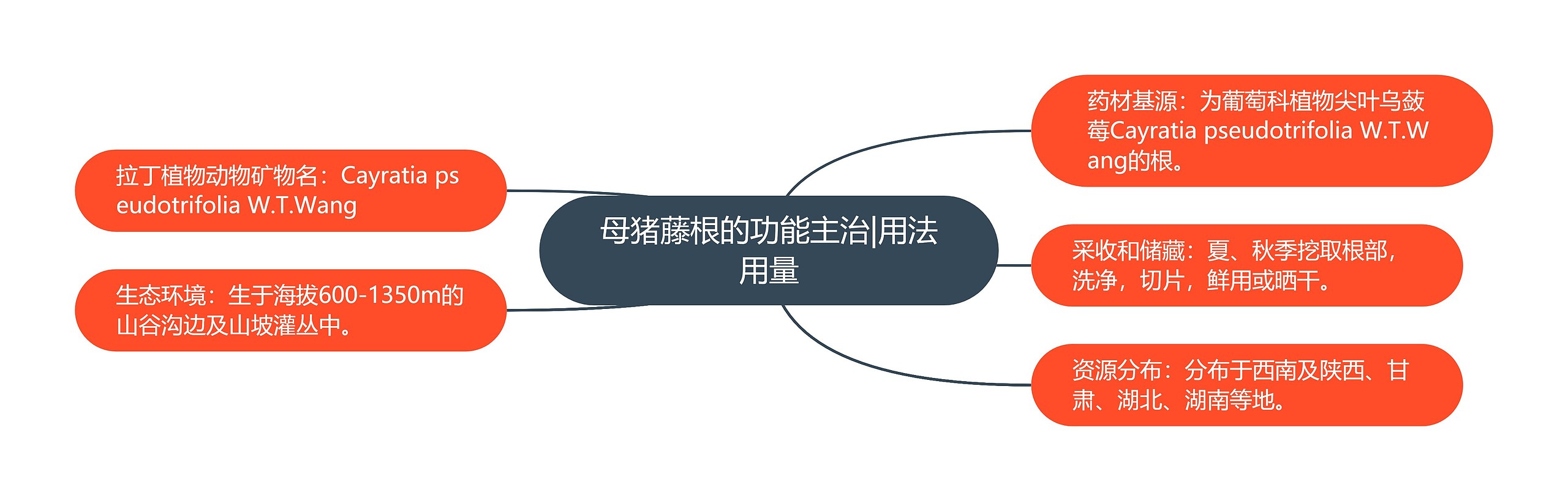 母猪藤根的功能主治|用法用量 母猪藤根的功能主治|用法用量