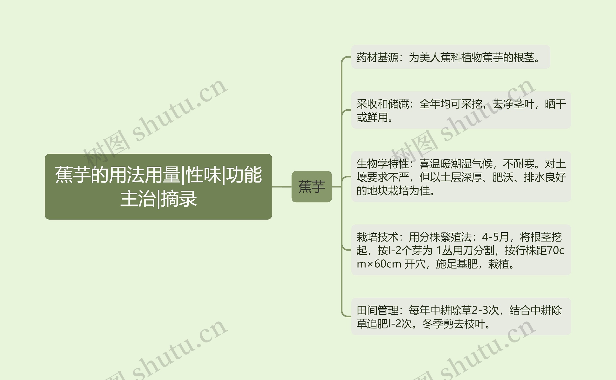 蕉芋的用法用量|性味|功能主治|摘录思维导图