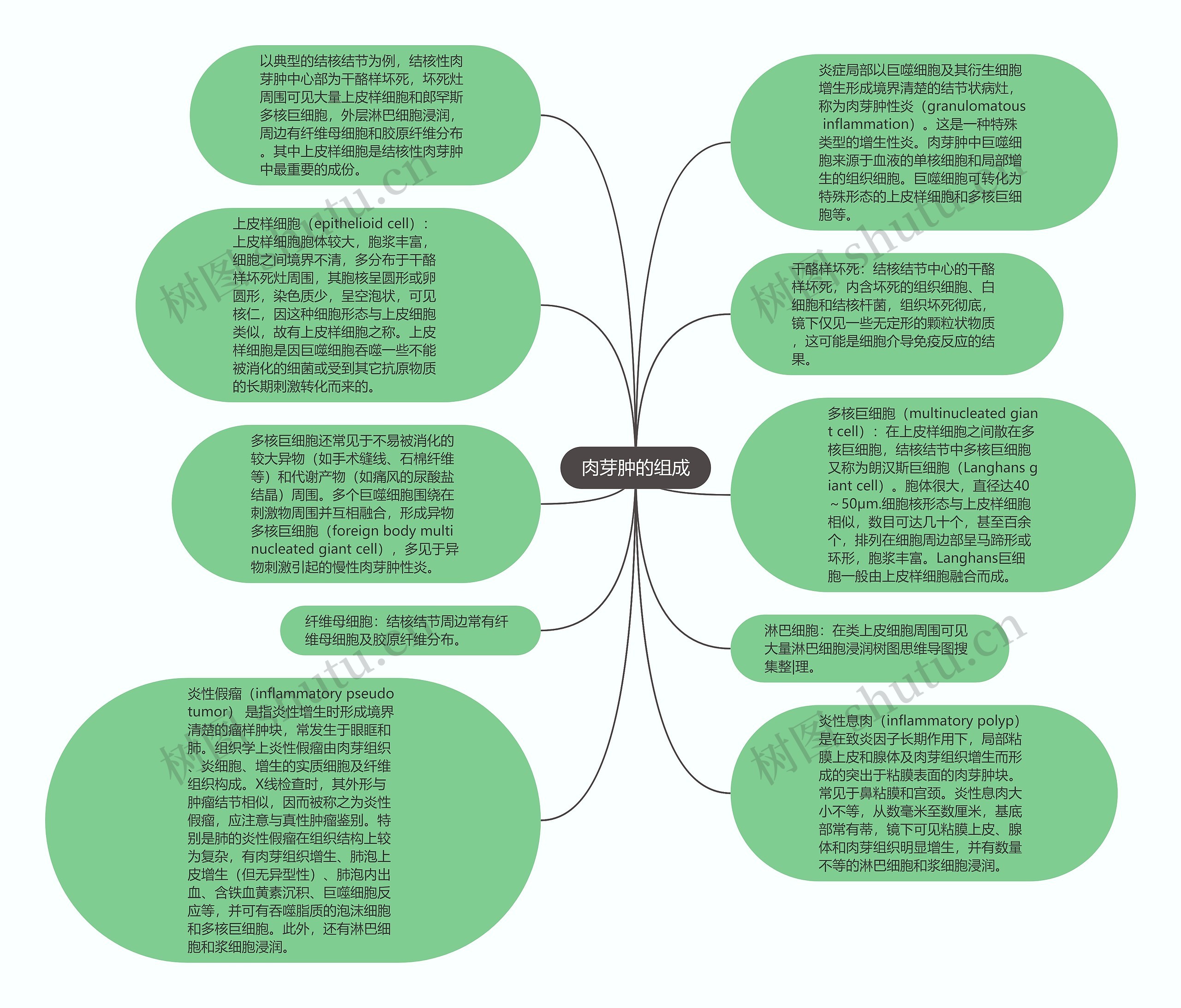 肉芽肿的组成思维导图