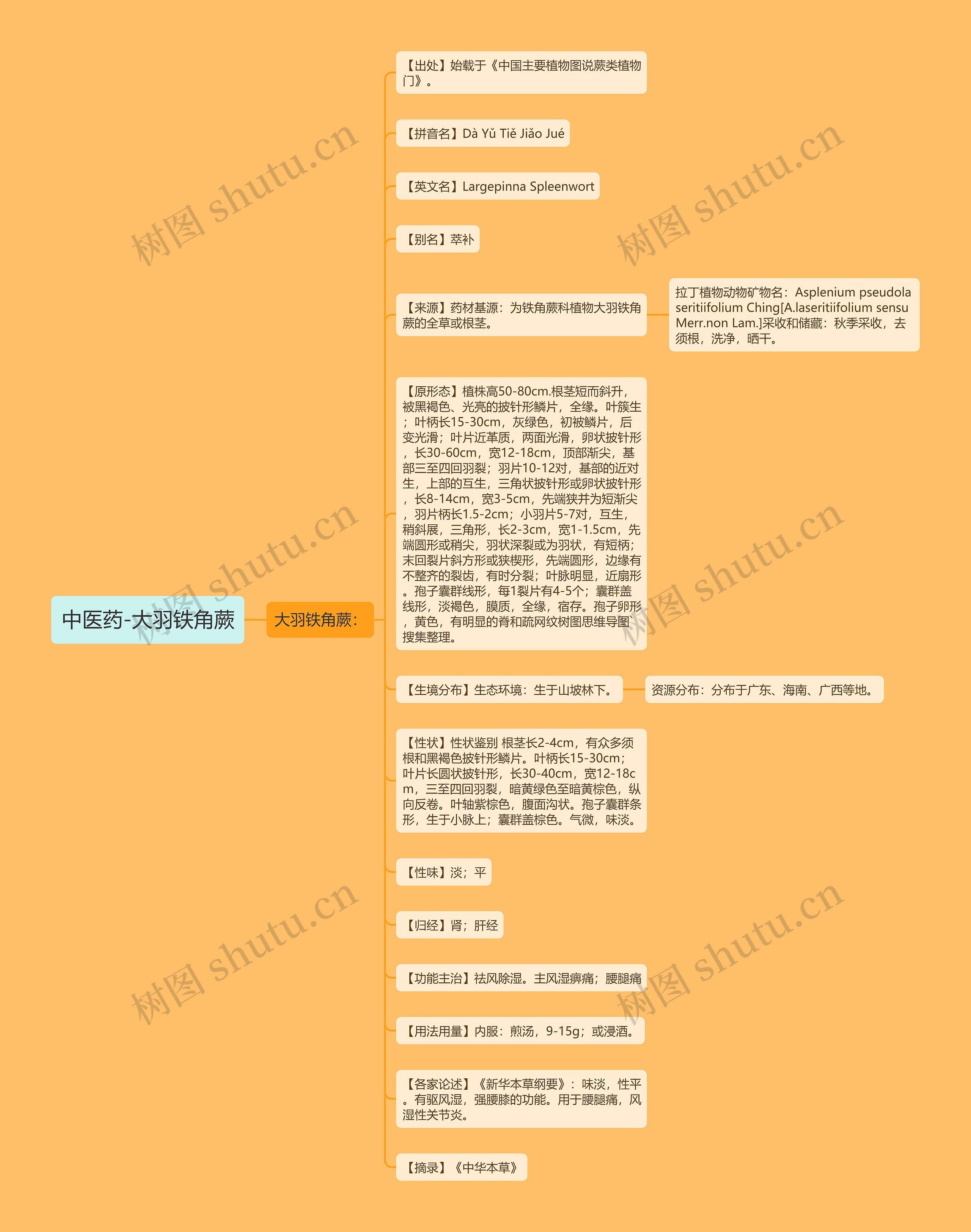 中医药-大羽铁角蕨思维导图