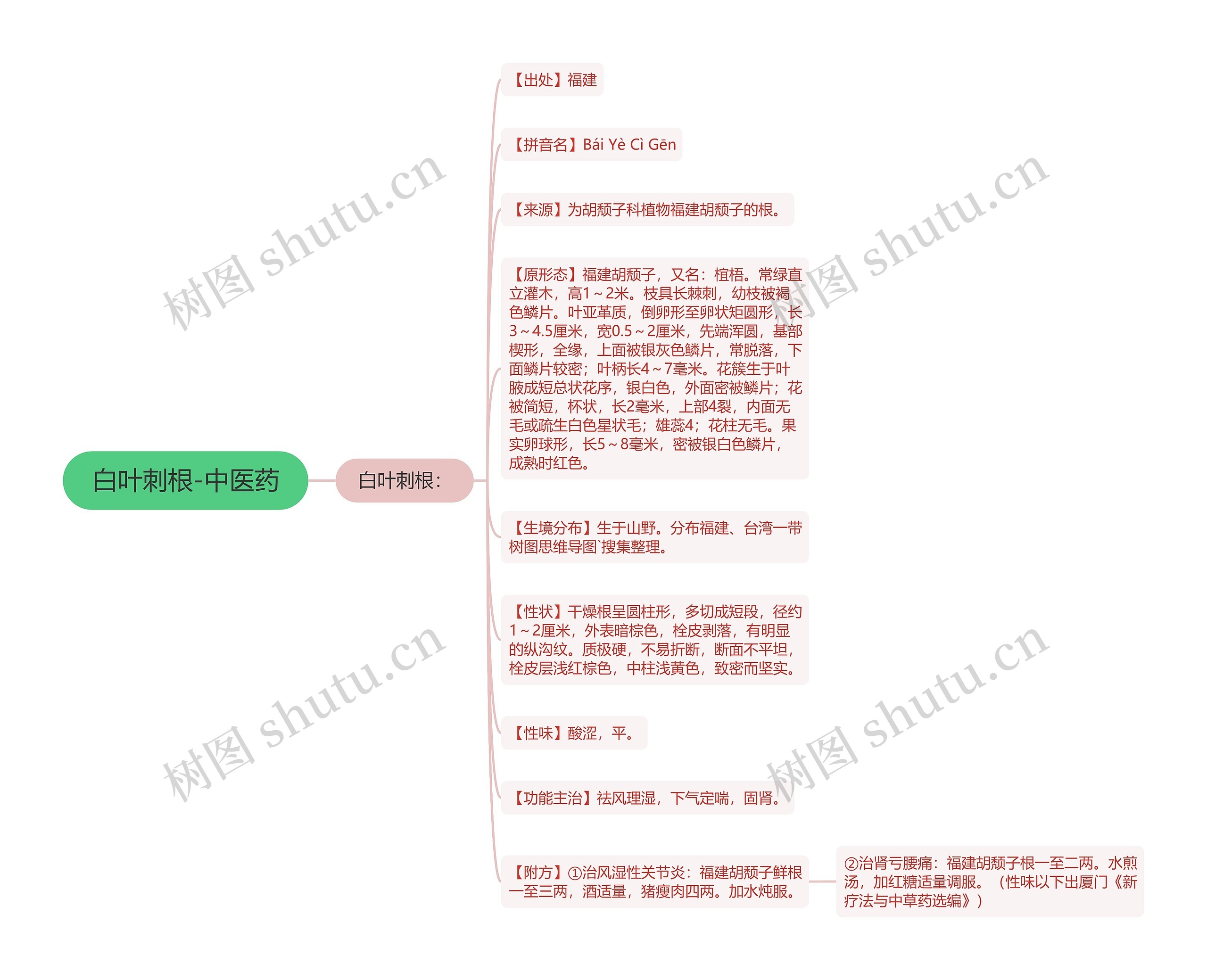 白叶刺根-中医药思维导图