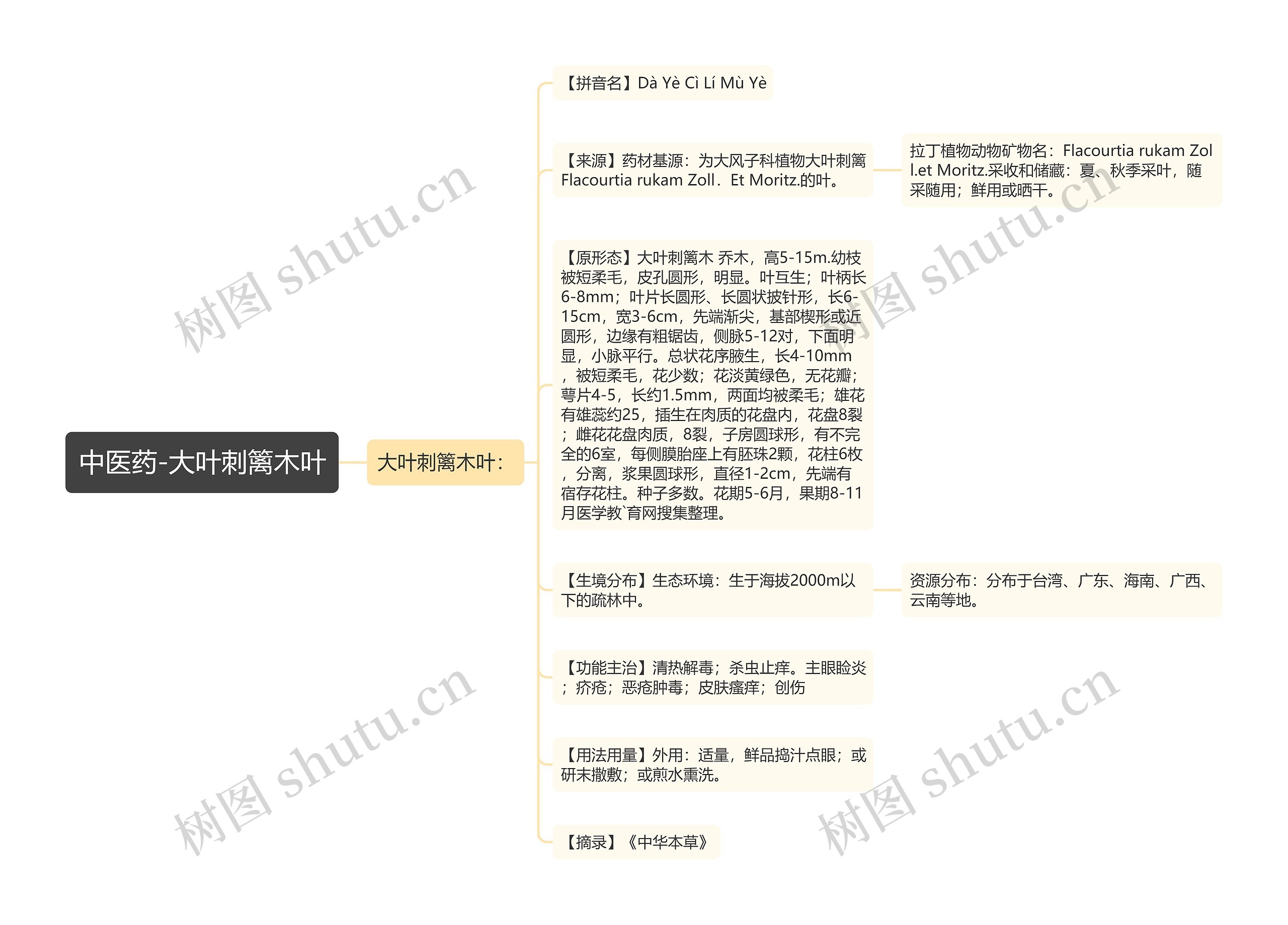 中医药-大叶刺篱木叶 中医药-大叶刺篱木叶