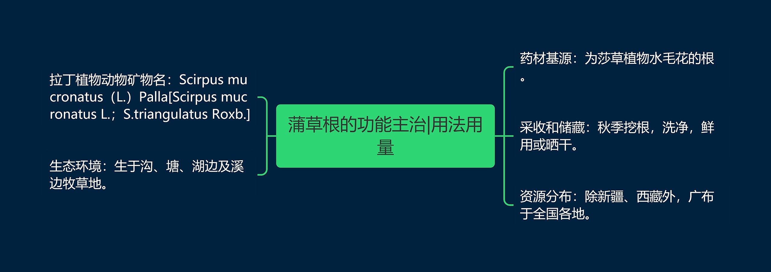 蒲草根的功能主治|用法用量 蒲草根的功能主治|用法用量
