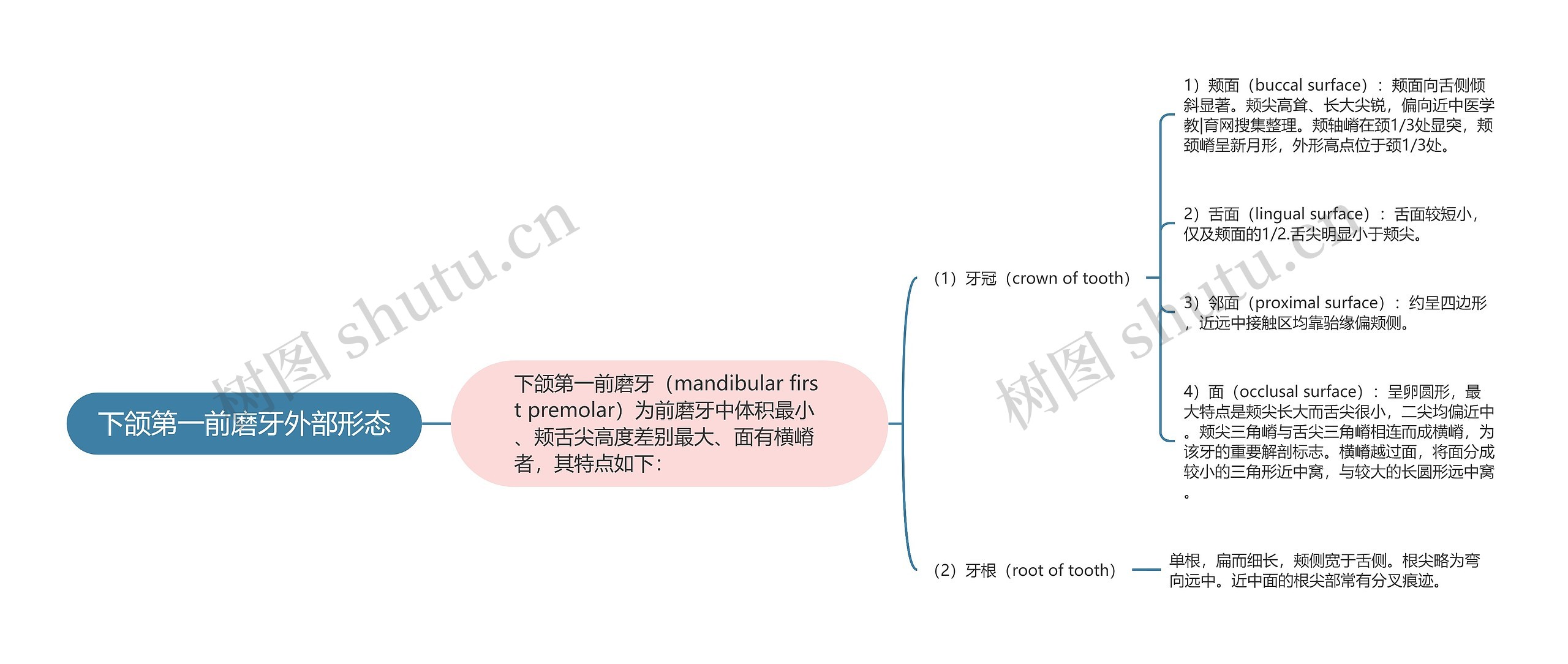 下颌第一前磨牙外部形态思维导图