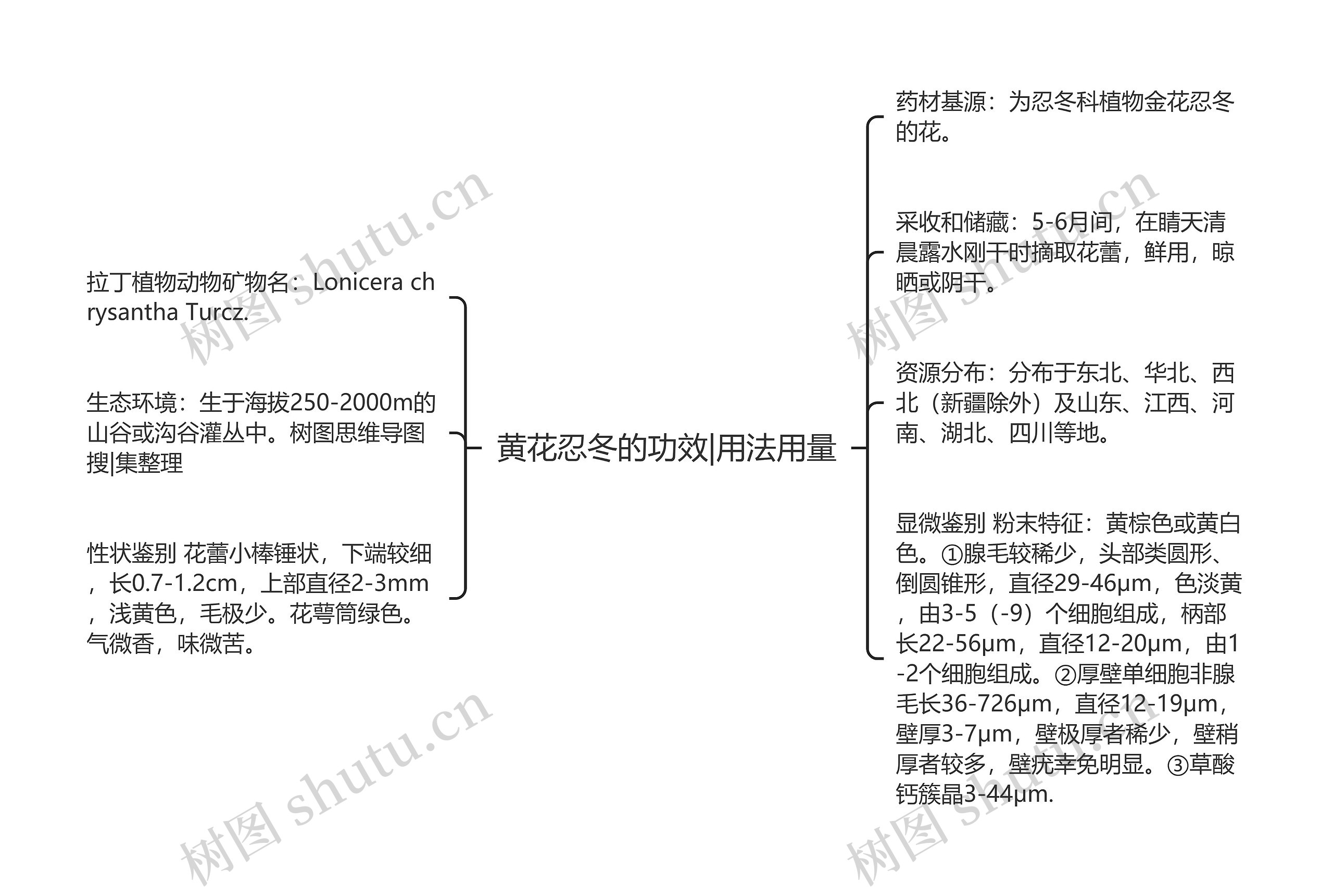 黄花忍冬的功效|用法用量思维导图