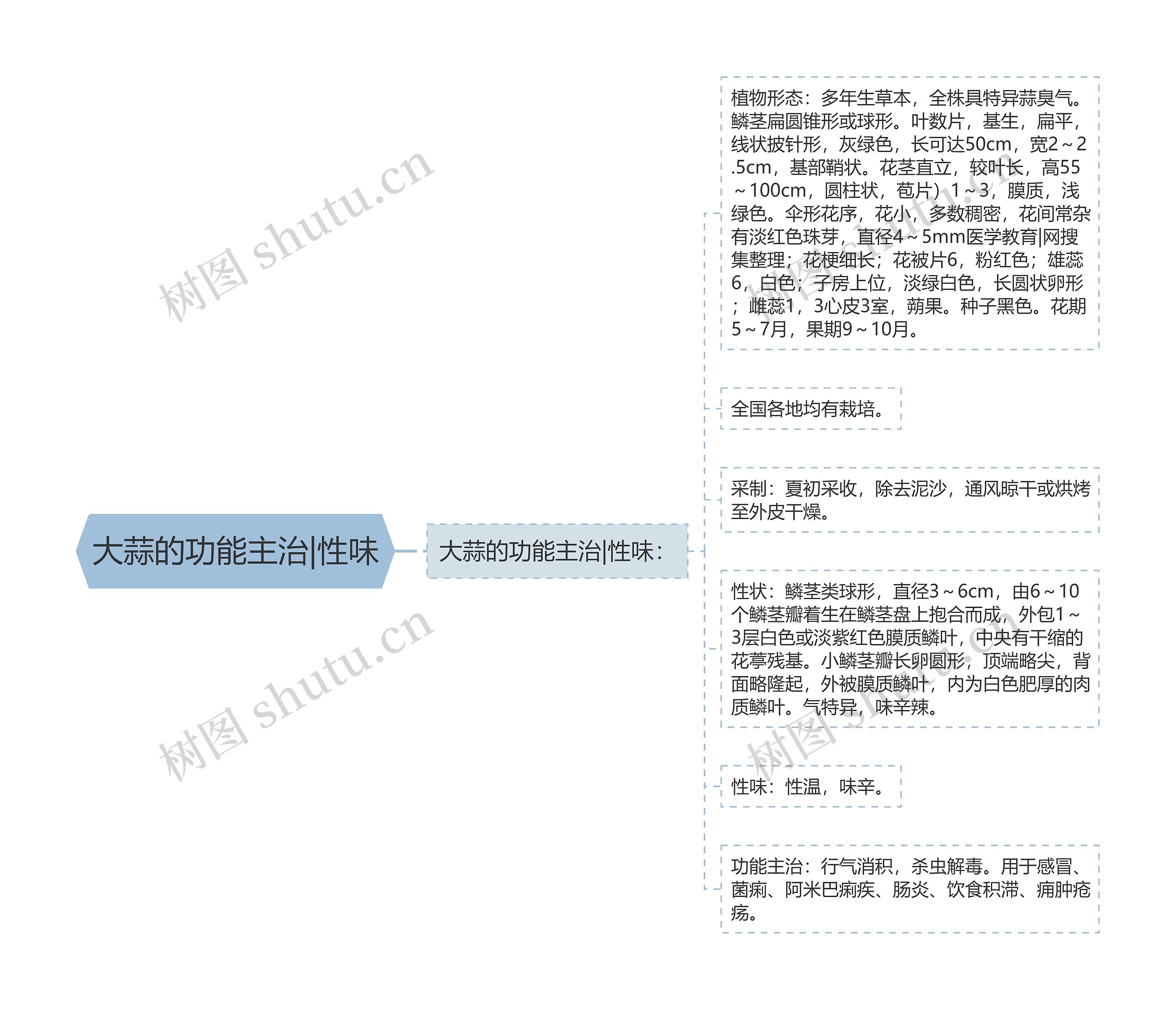 大蒜的功能主治|性味思维导图