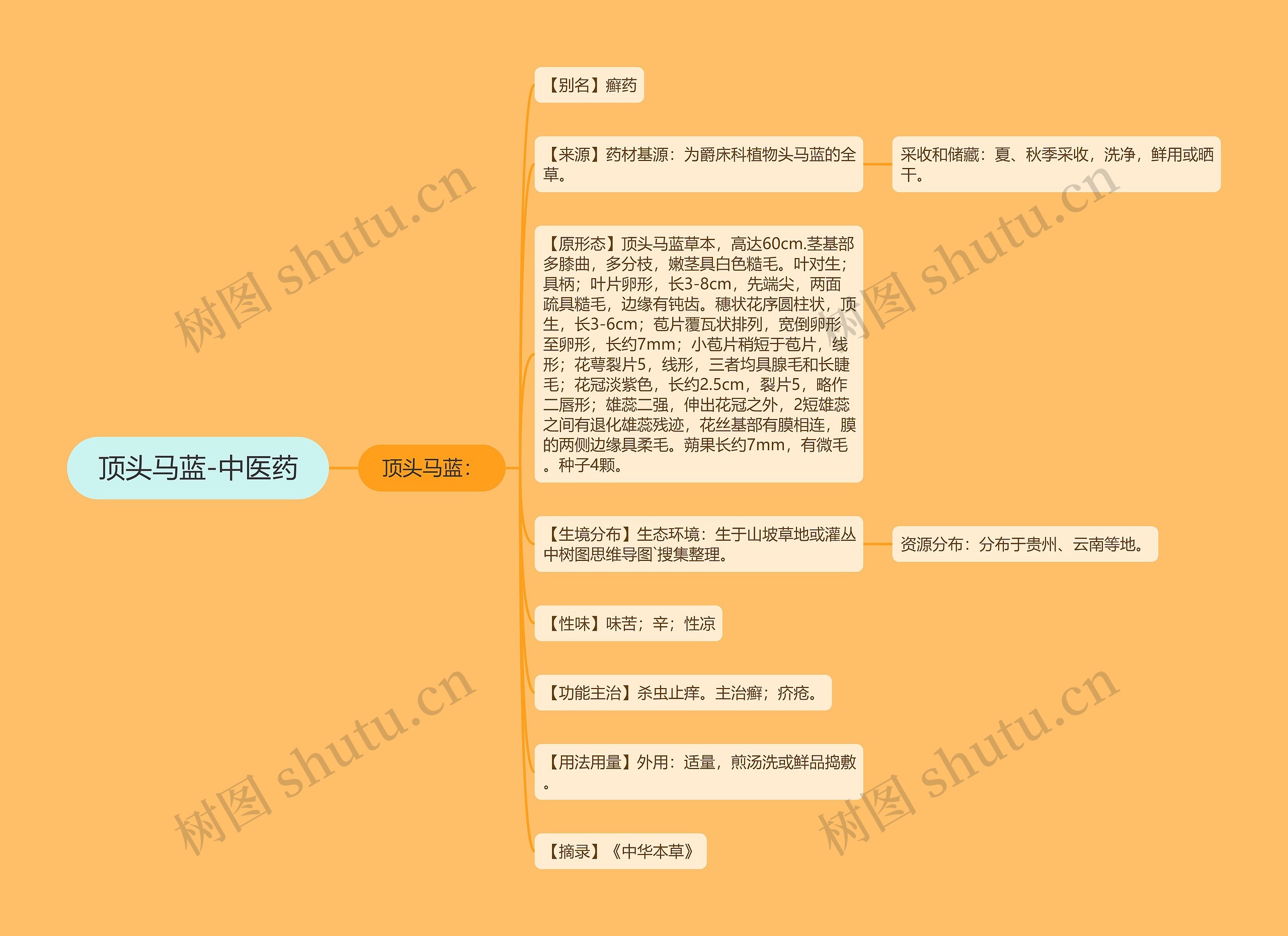 顶头马蓝-中医药 顶头马蓝-中医药