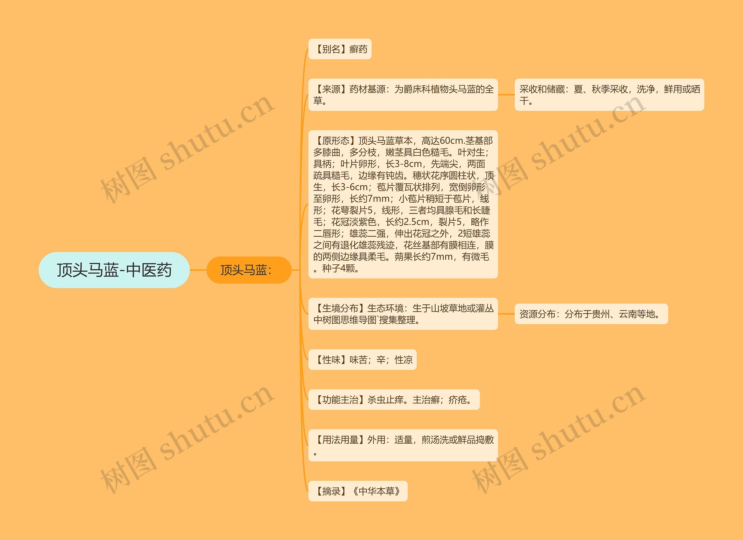 顶头马蓝-中医药思维导图