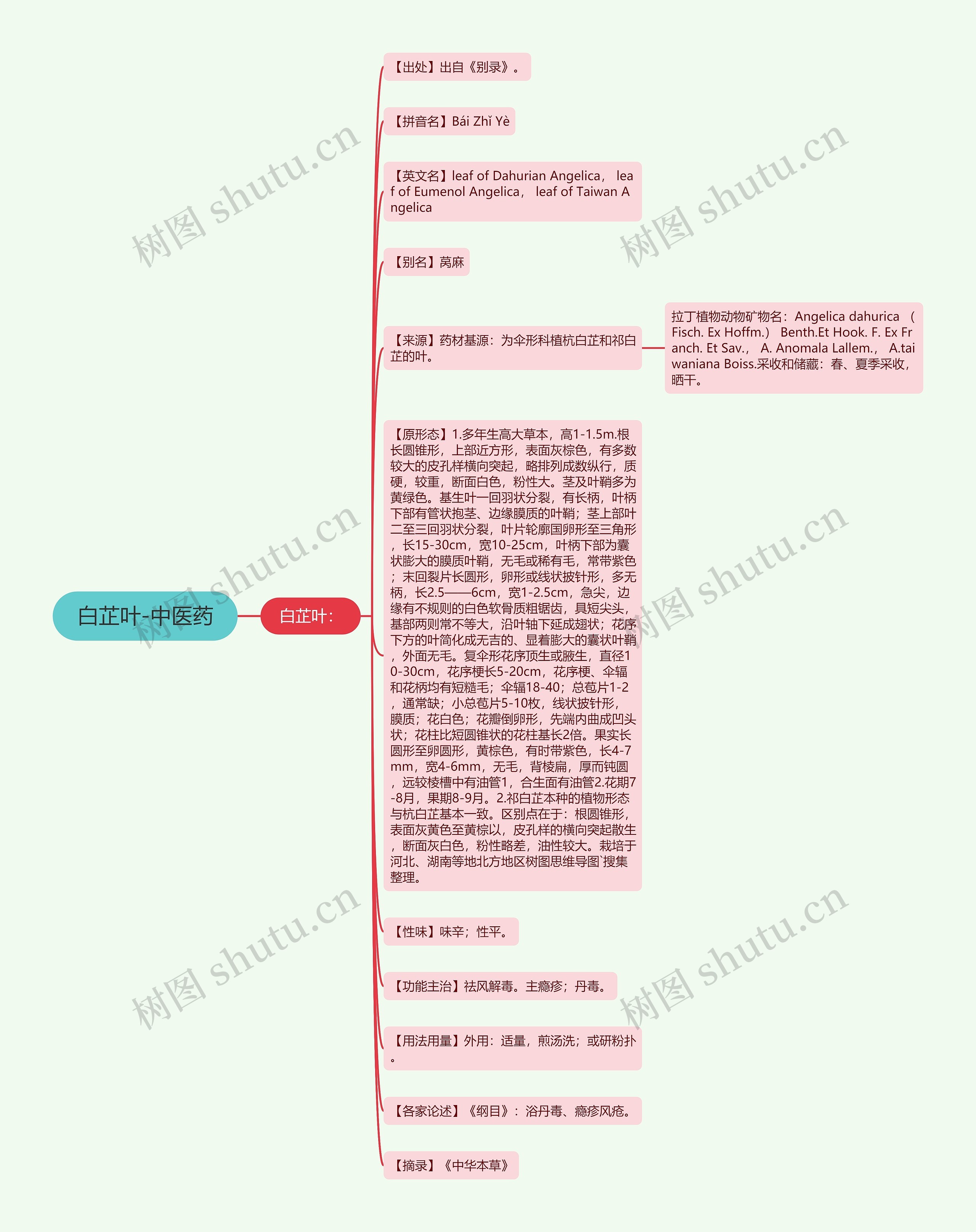 白芷叶-中医药思维导图