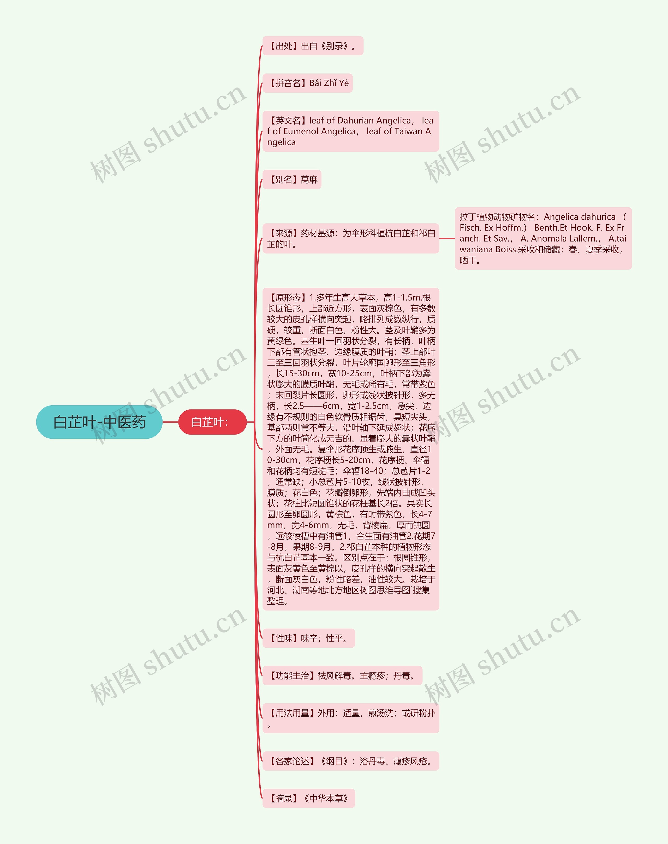 白芷叶-中医药 白芷叶-中医药