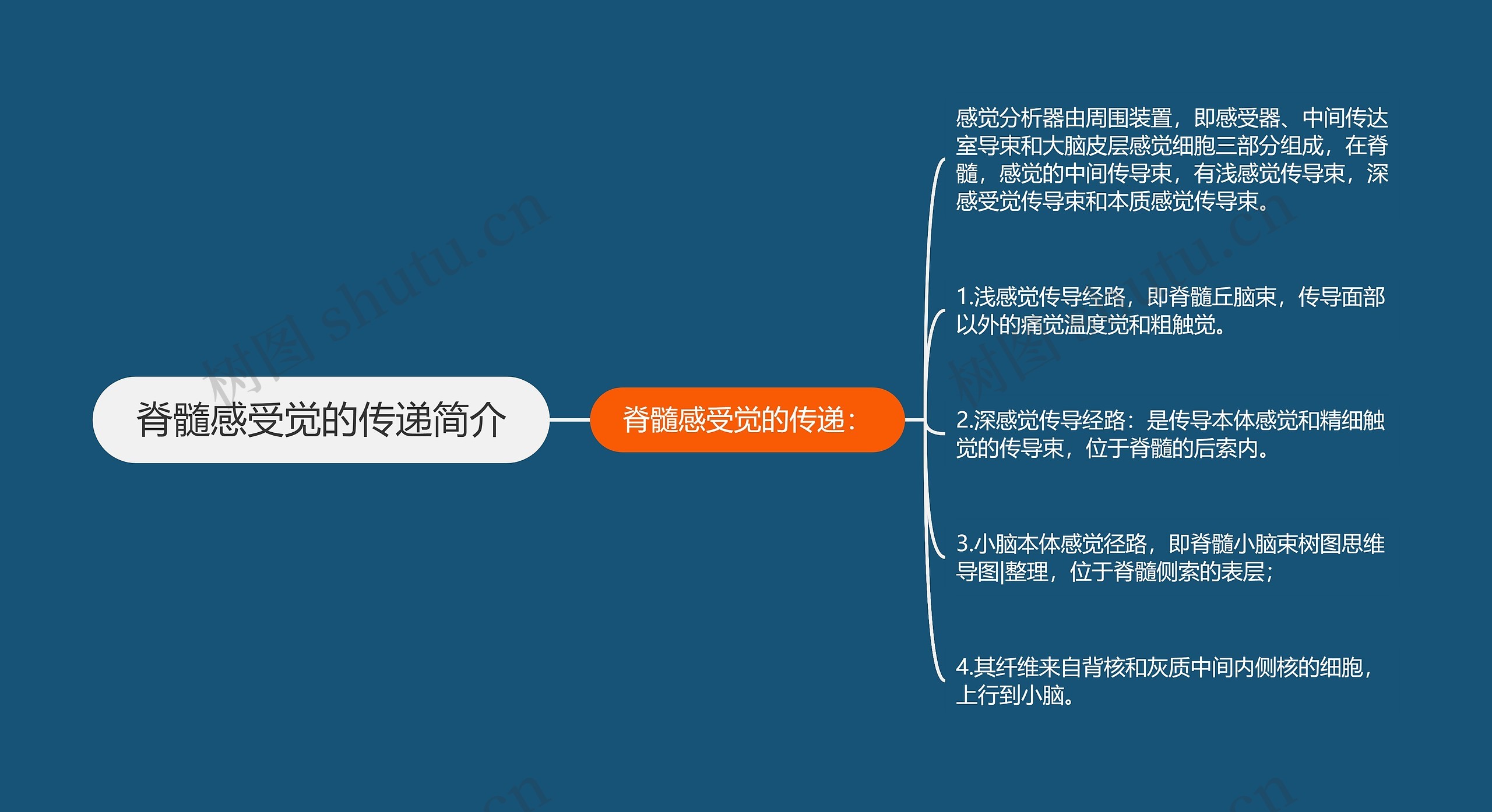 脊髓感受觉的传递简介思维导图