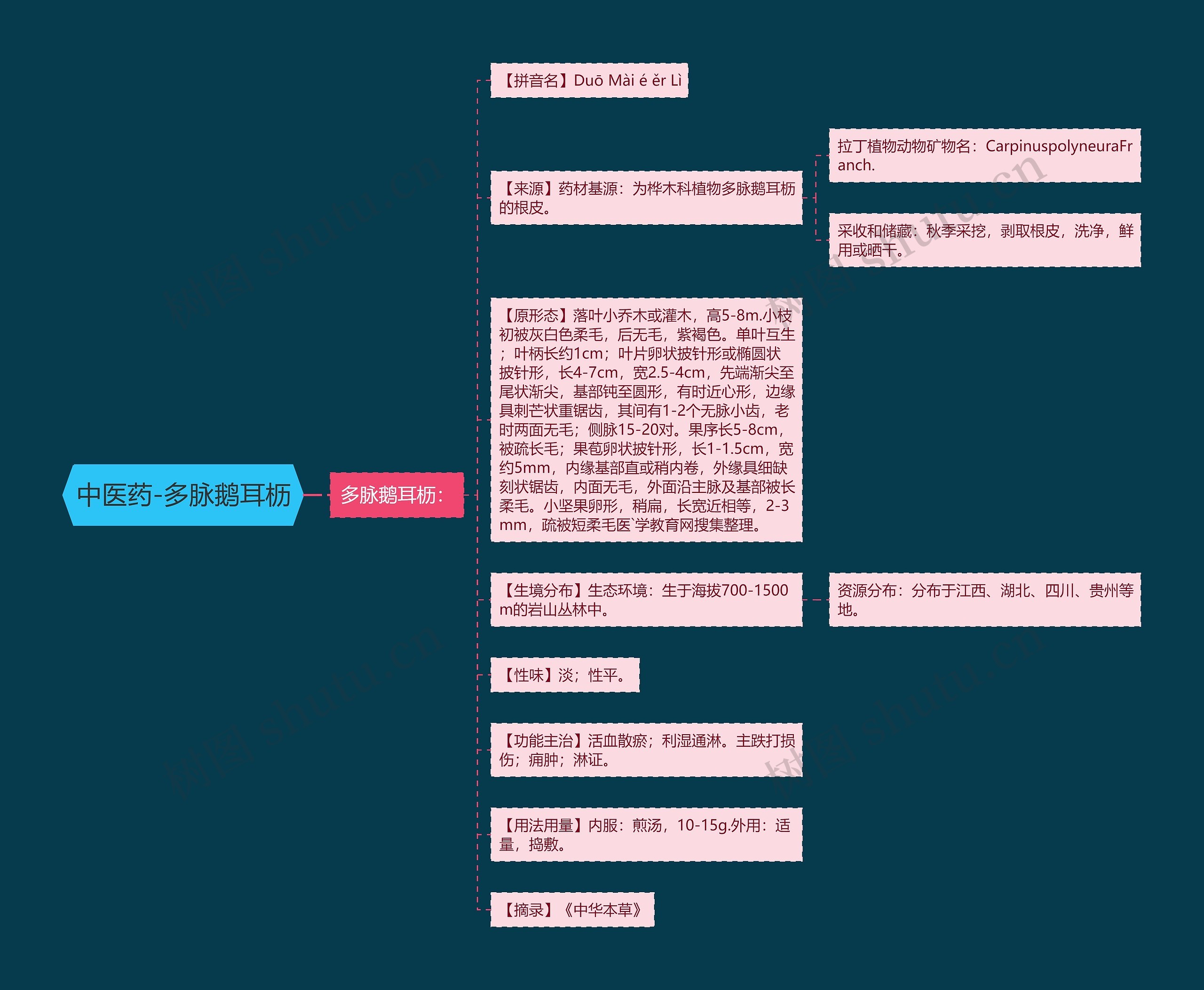 中医药-多脉鹅耳枥 中医药-多脉鹅耳枥