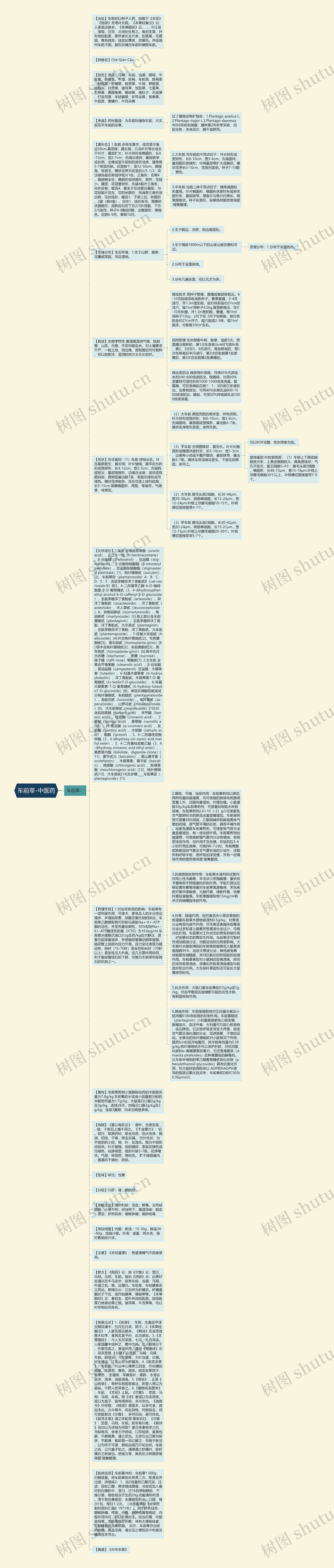 车前草-中医药思维导图