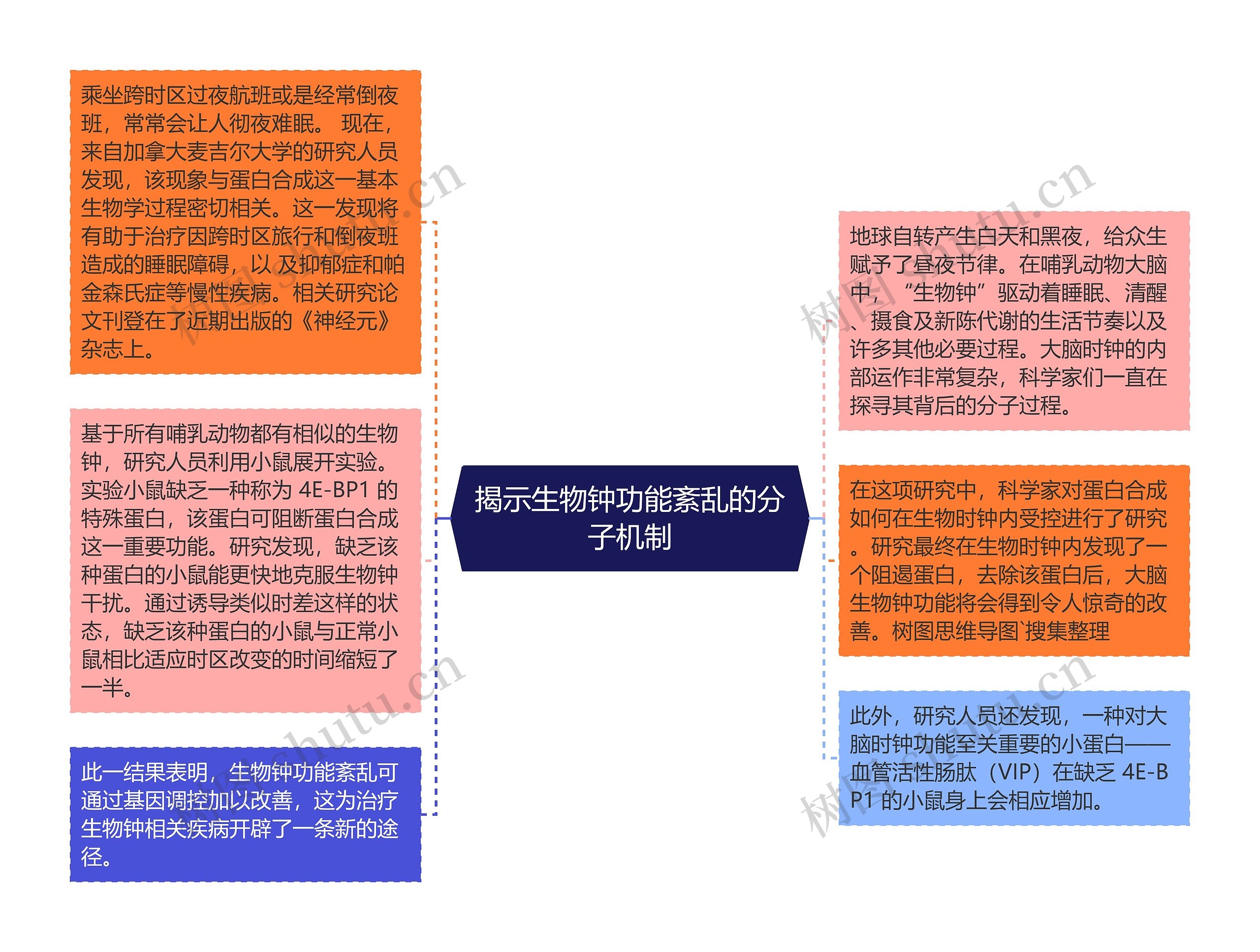 揭示生物钟功能紊乱的分子机制思维导图