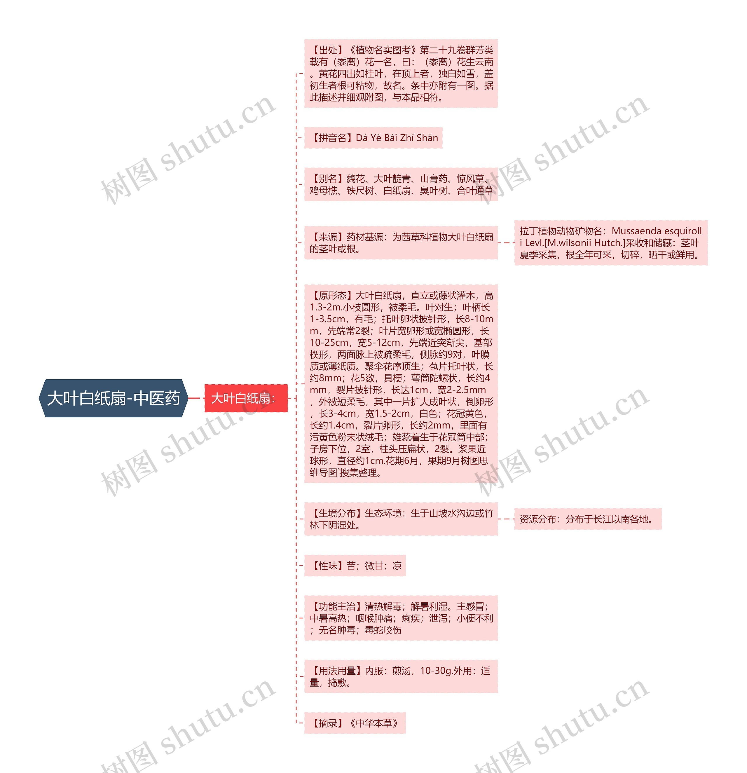 大叶白纸扇-中医药思维导图高清图 大叶白纸扇-中医药思维导图