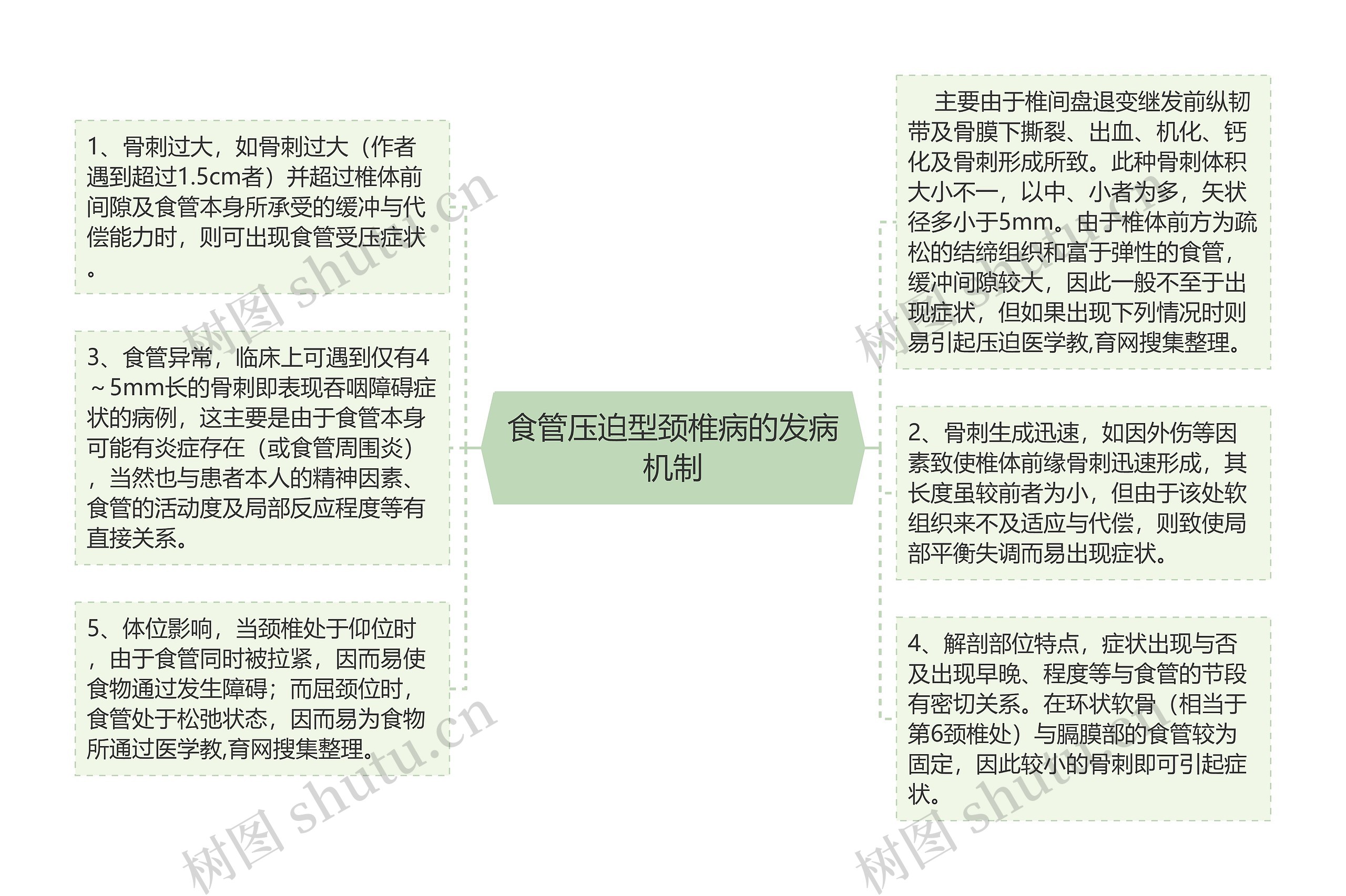 食管压迫型颈椎病的发病机制