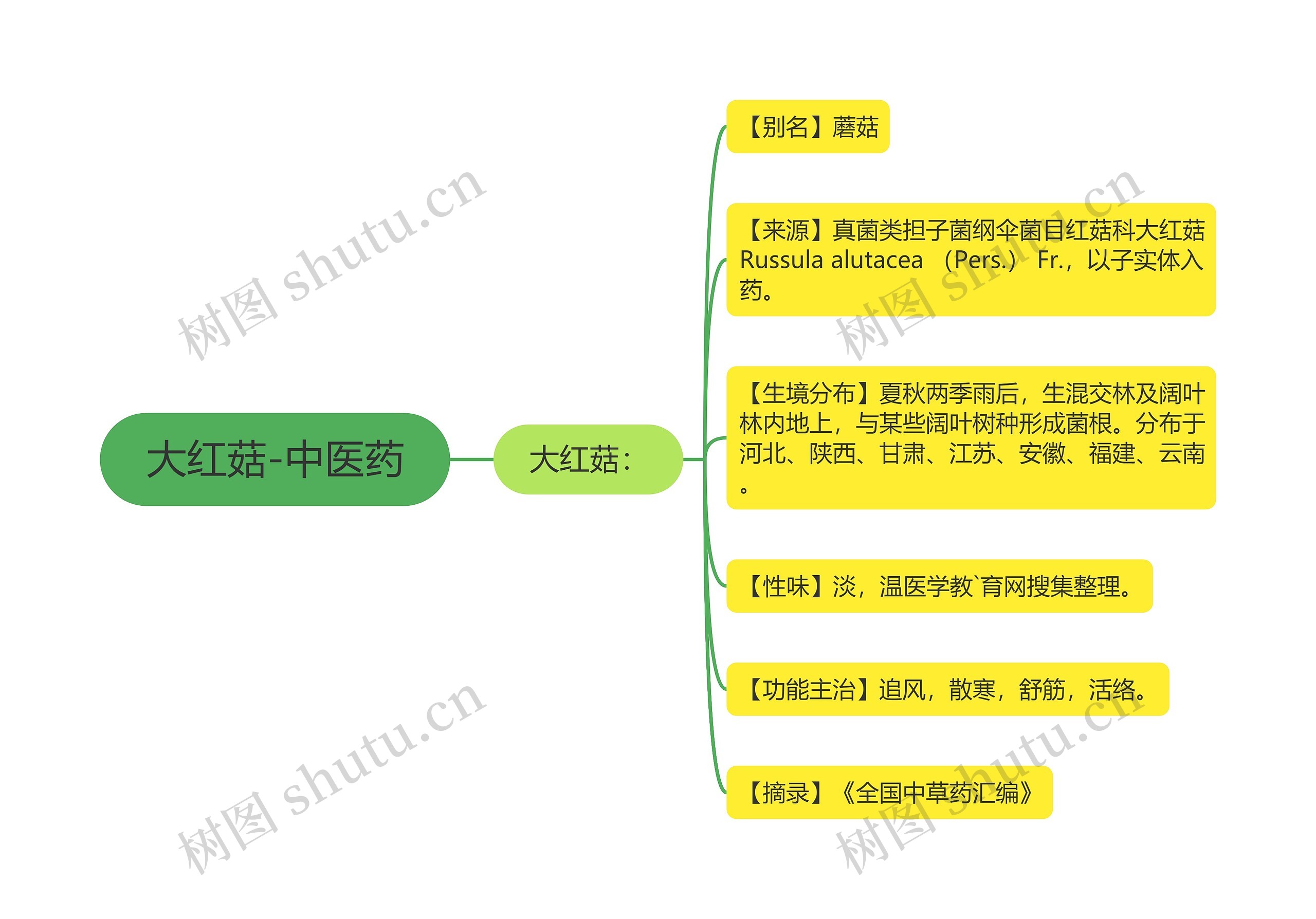 大红菇-中医药思维导图