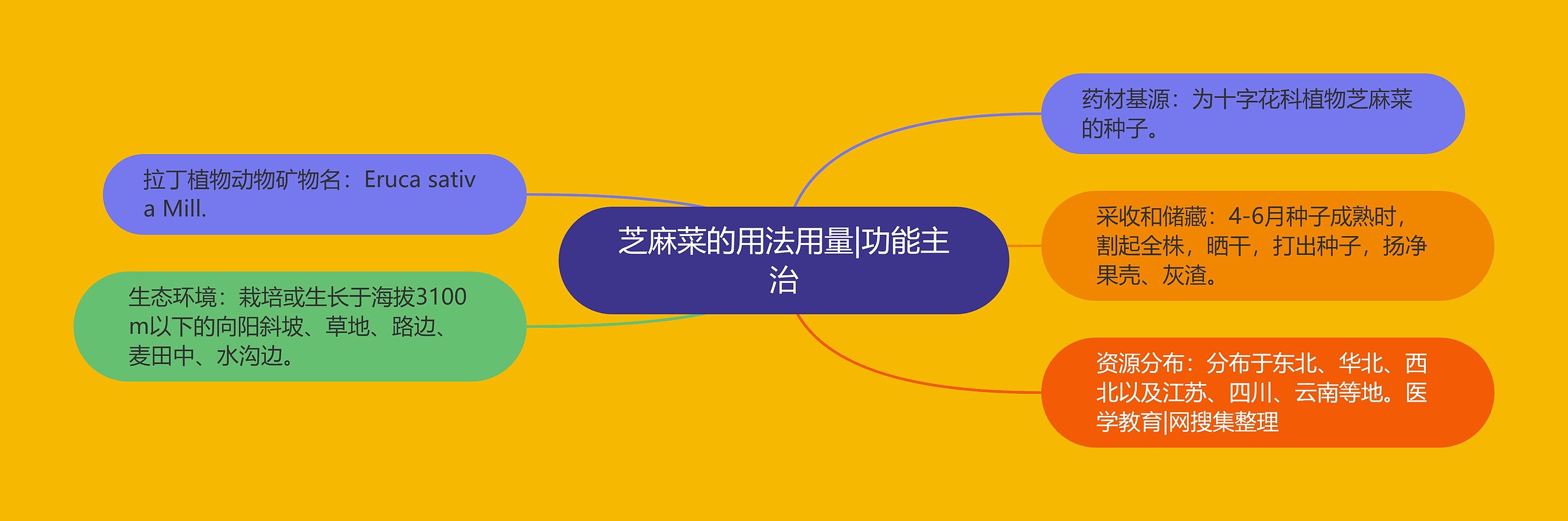 芝麻菜的用法用量|功能主治 芝麻菜的用法用量|功能主治