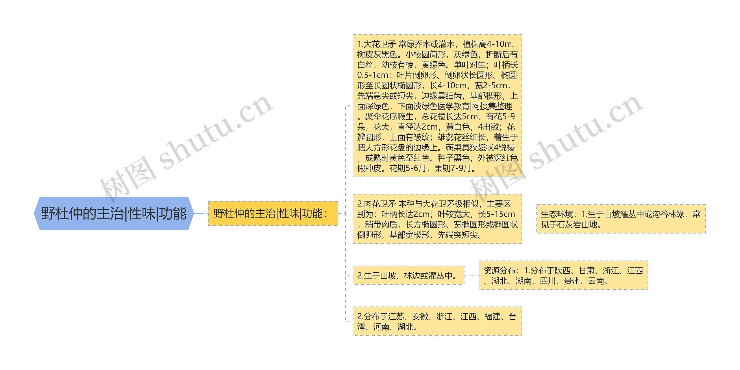 野杜仲的主治|性味|功能思维导图