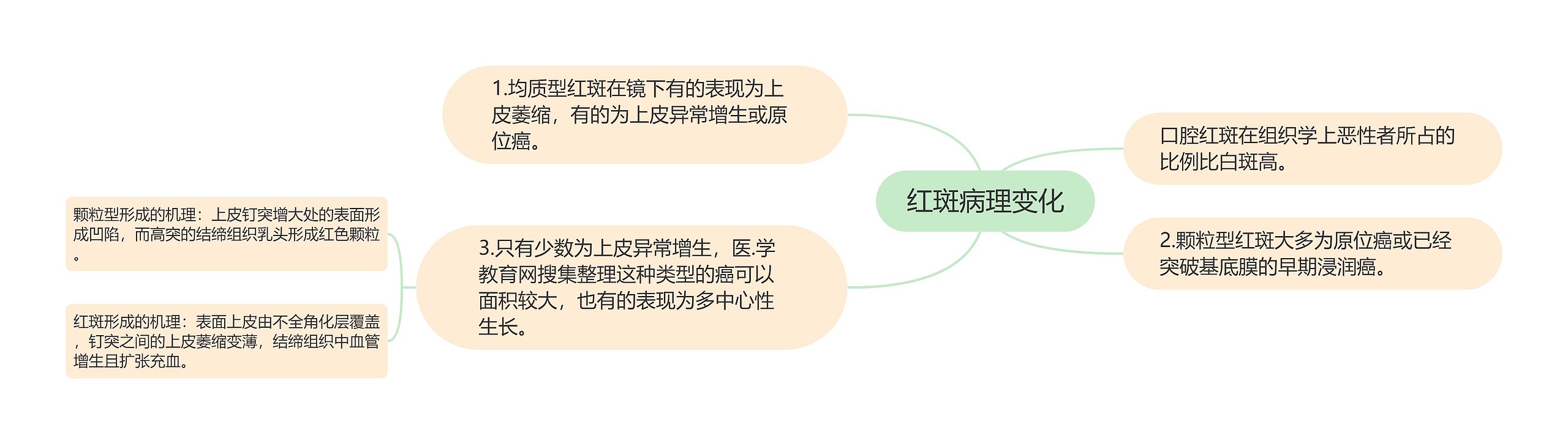 红斑病理变化