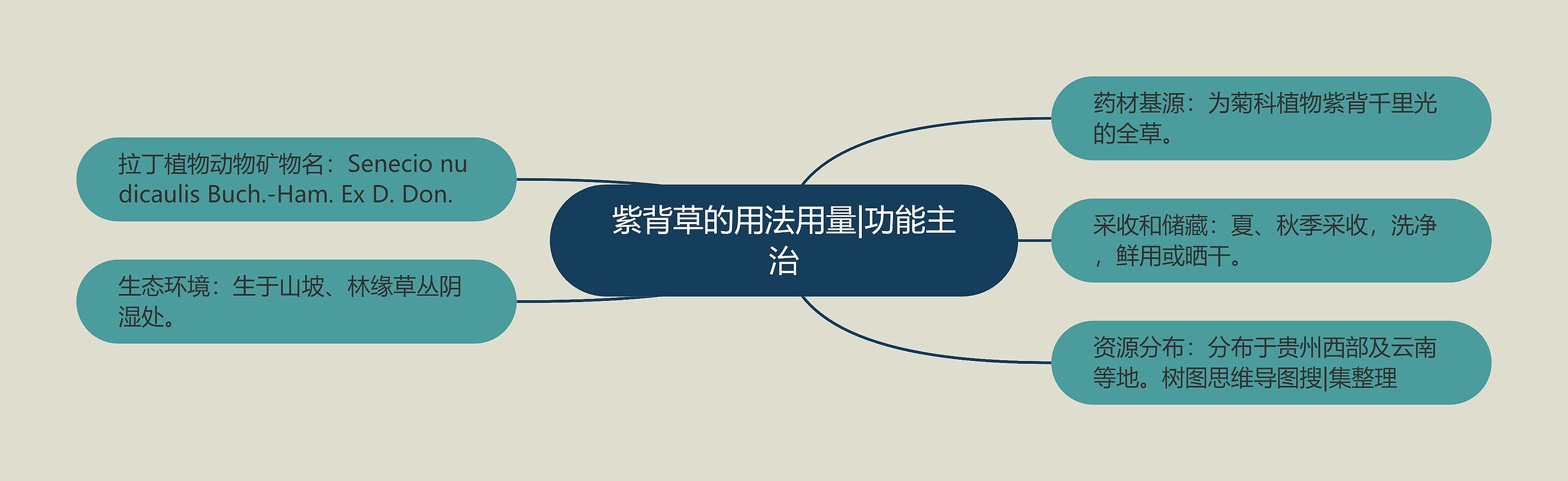 紫背草的用法用量|功能主治 紫背草的用法用量|功能主治