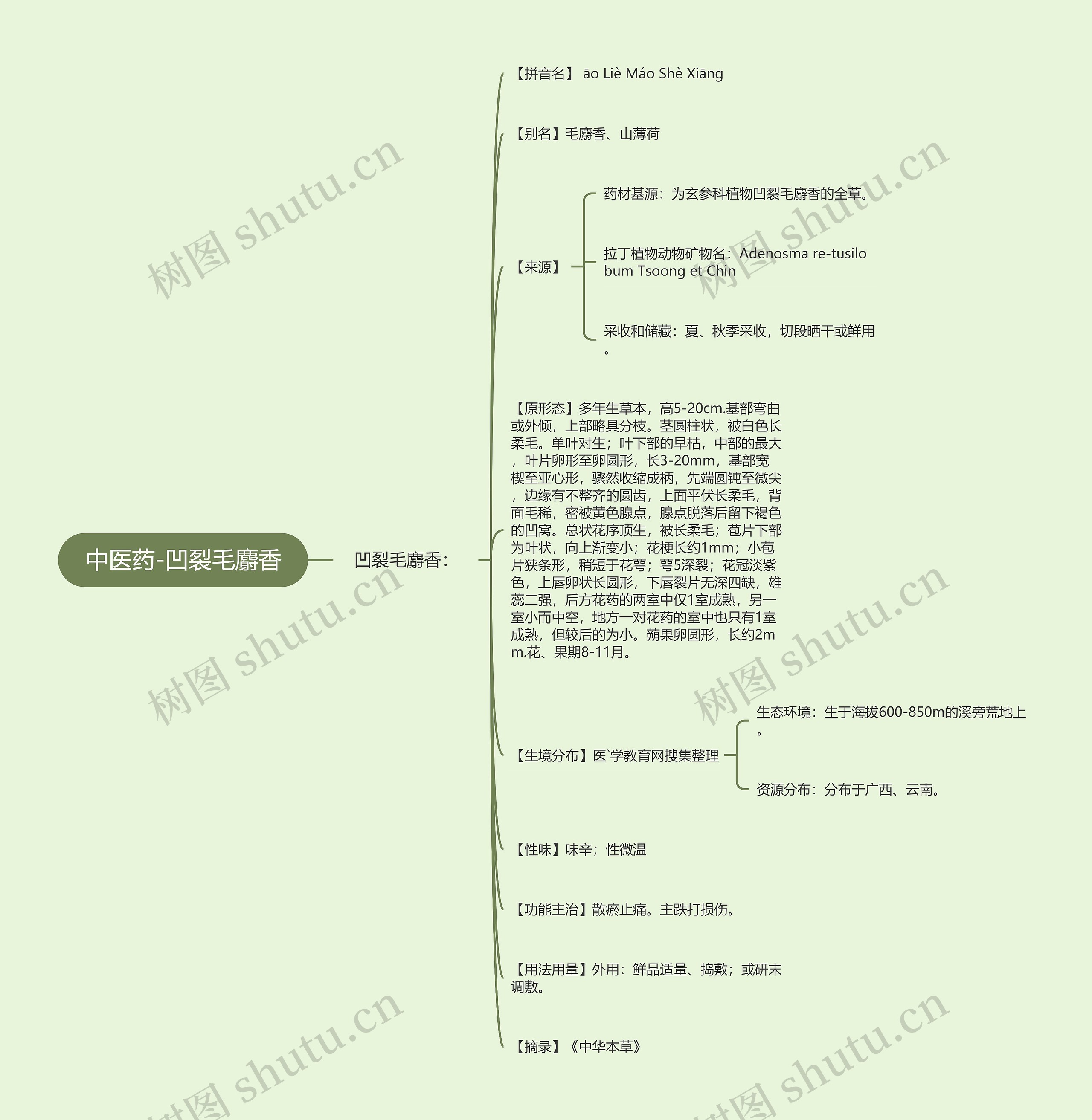 中医药-凹裂毛麝香 中医药-凹裂毛麝香