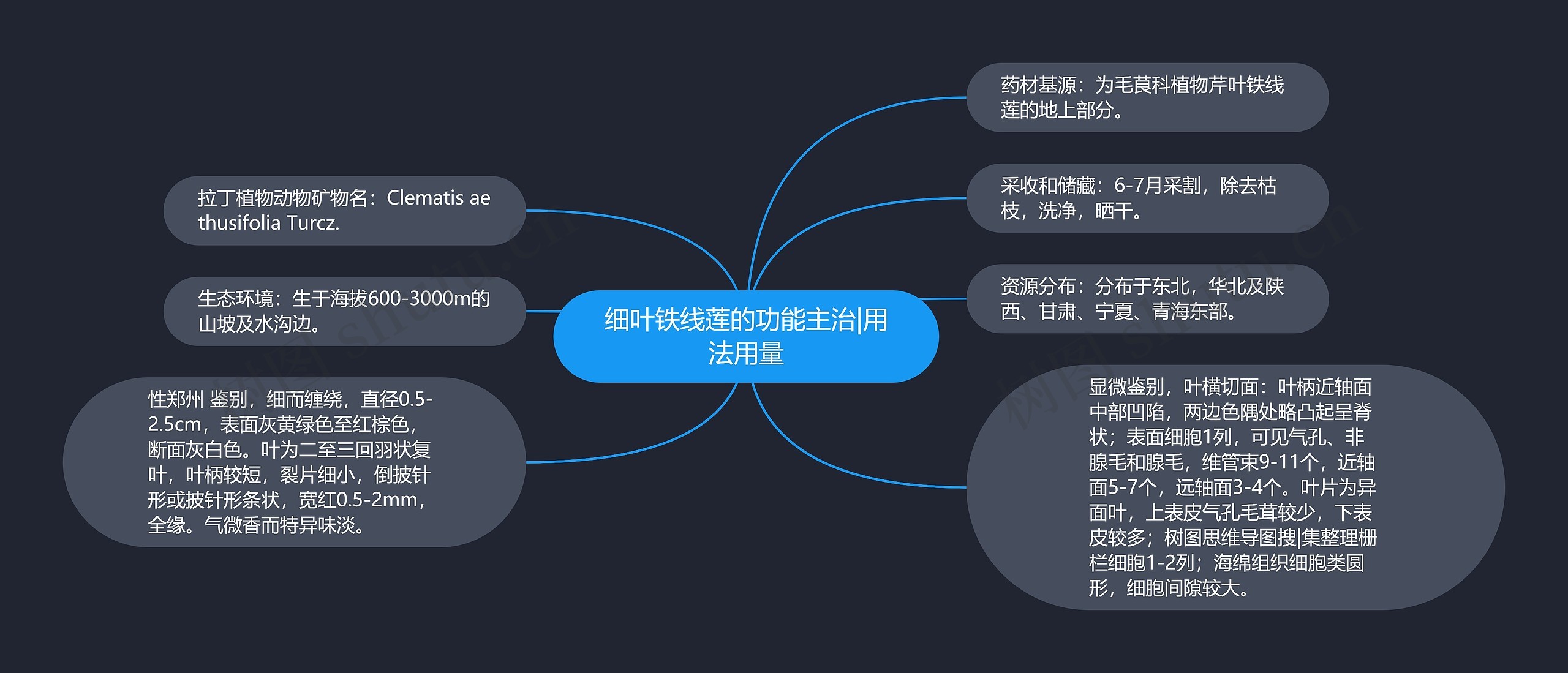 细叶铁线莲的功能主治|用法用量思维导图