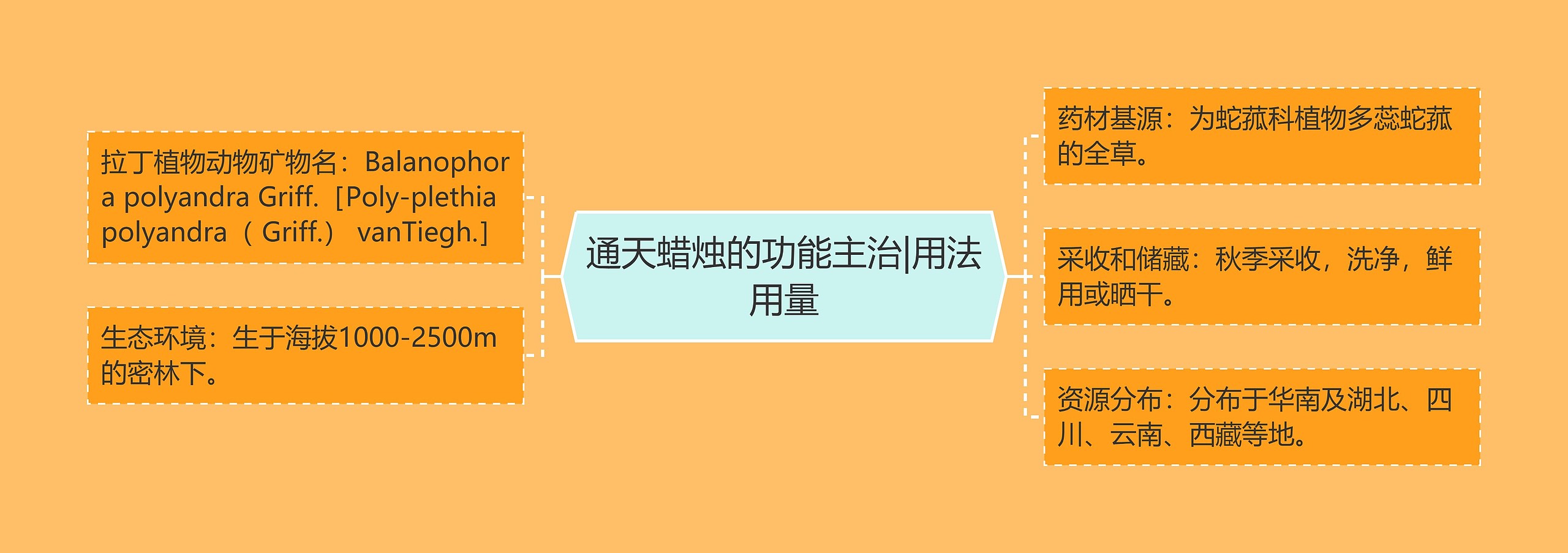 通天蜡烛的功能主治|用法用量