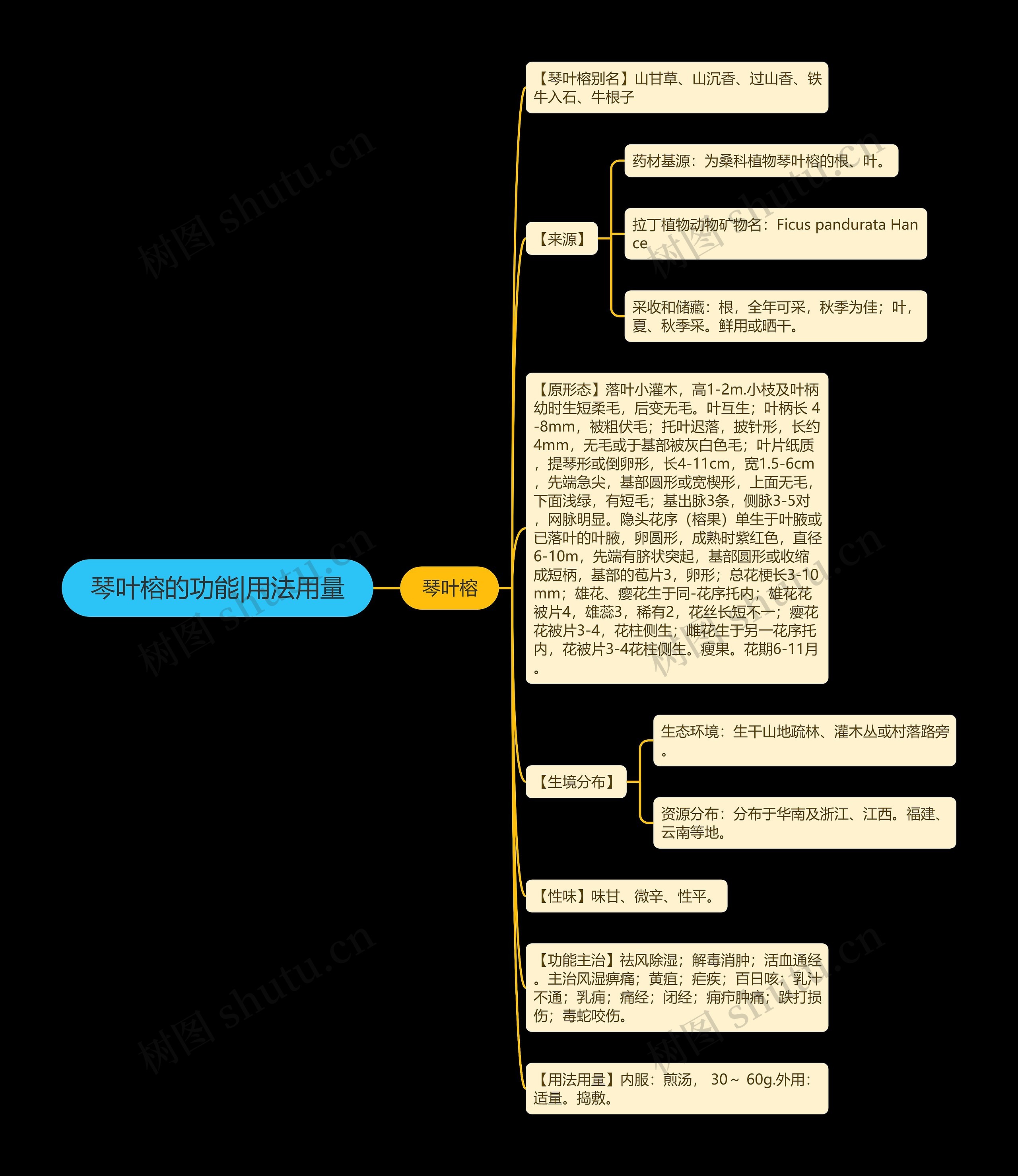 琴叶榕的功能|用法用量思维导图