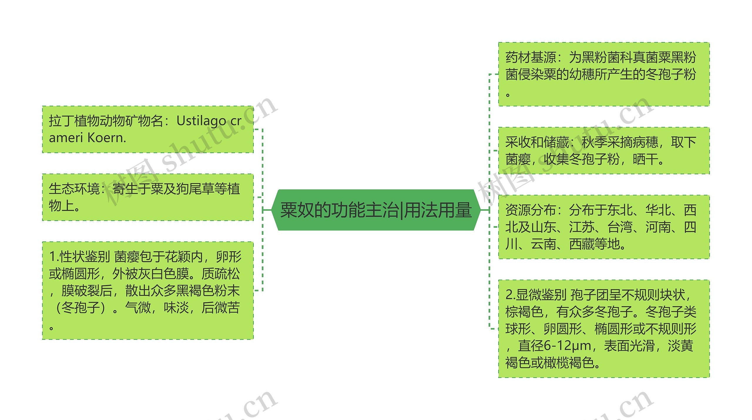 粟奴的功能主治|用法用量